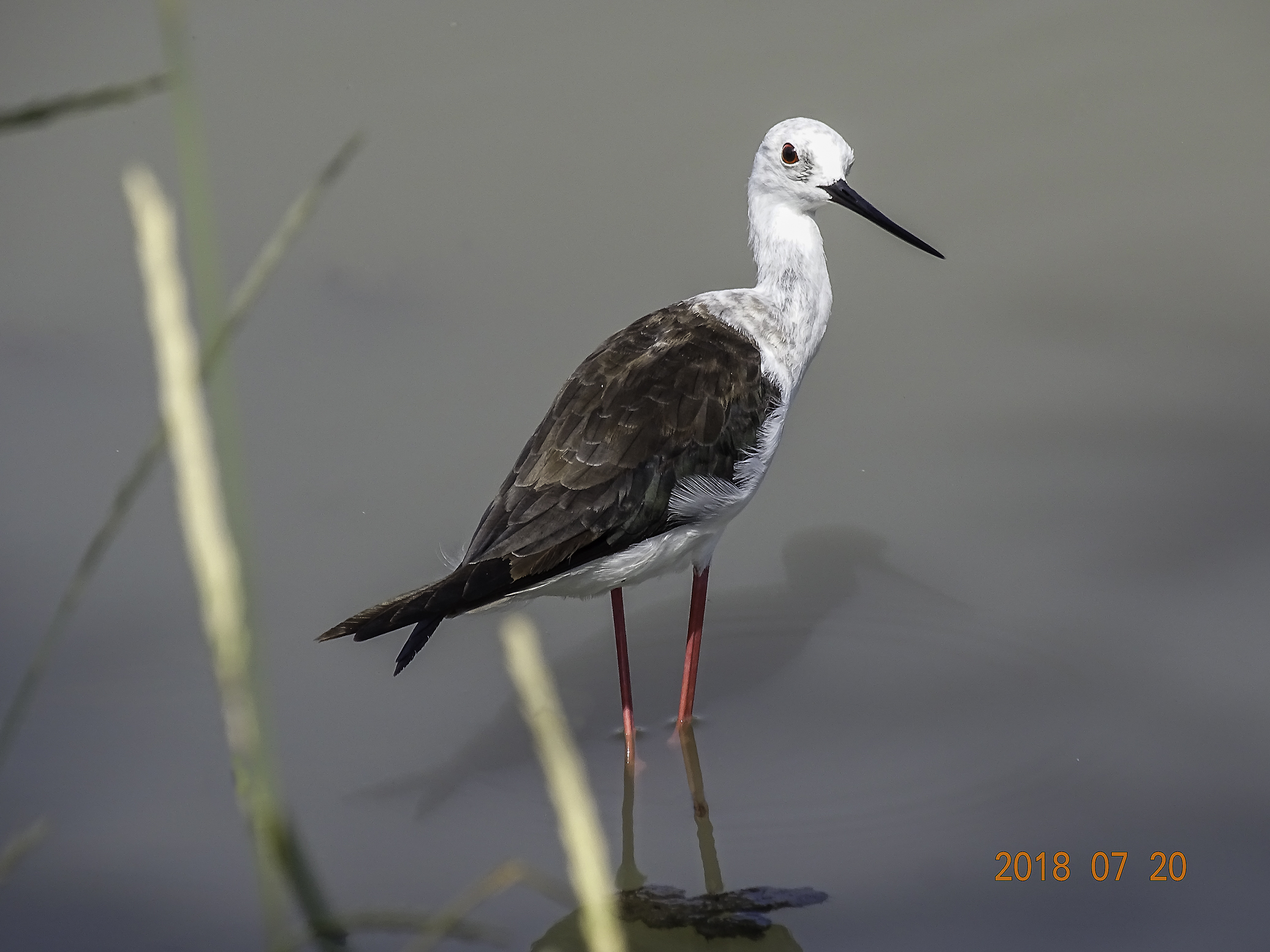 perche' mi fotografi ?