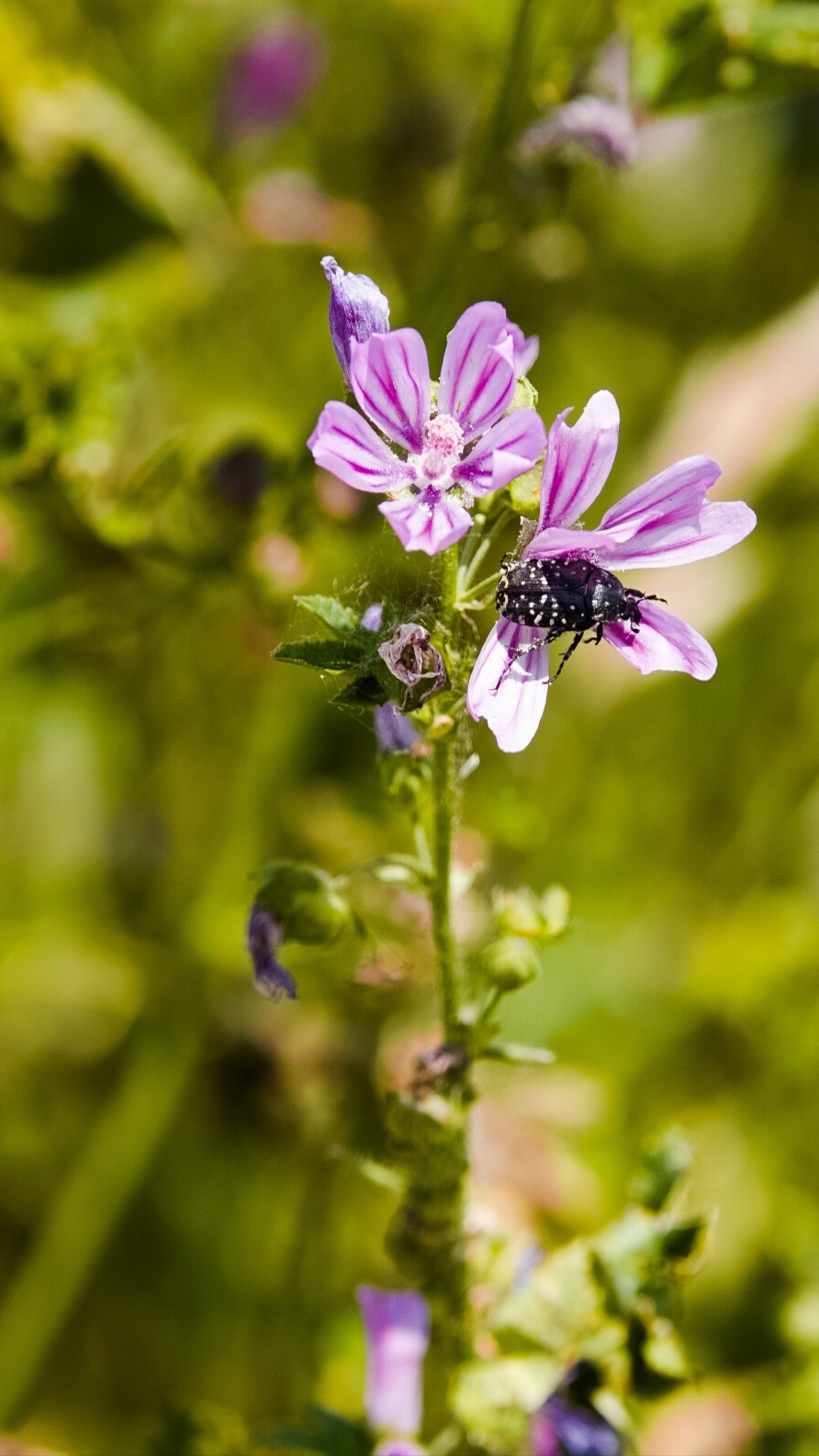 Almost in every flower