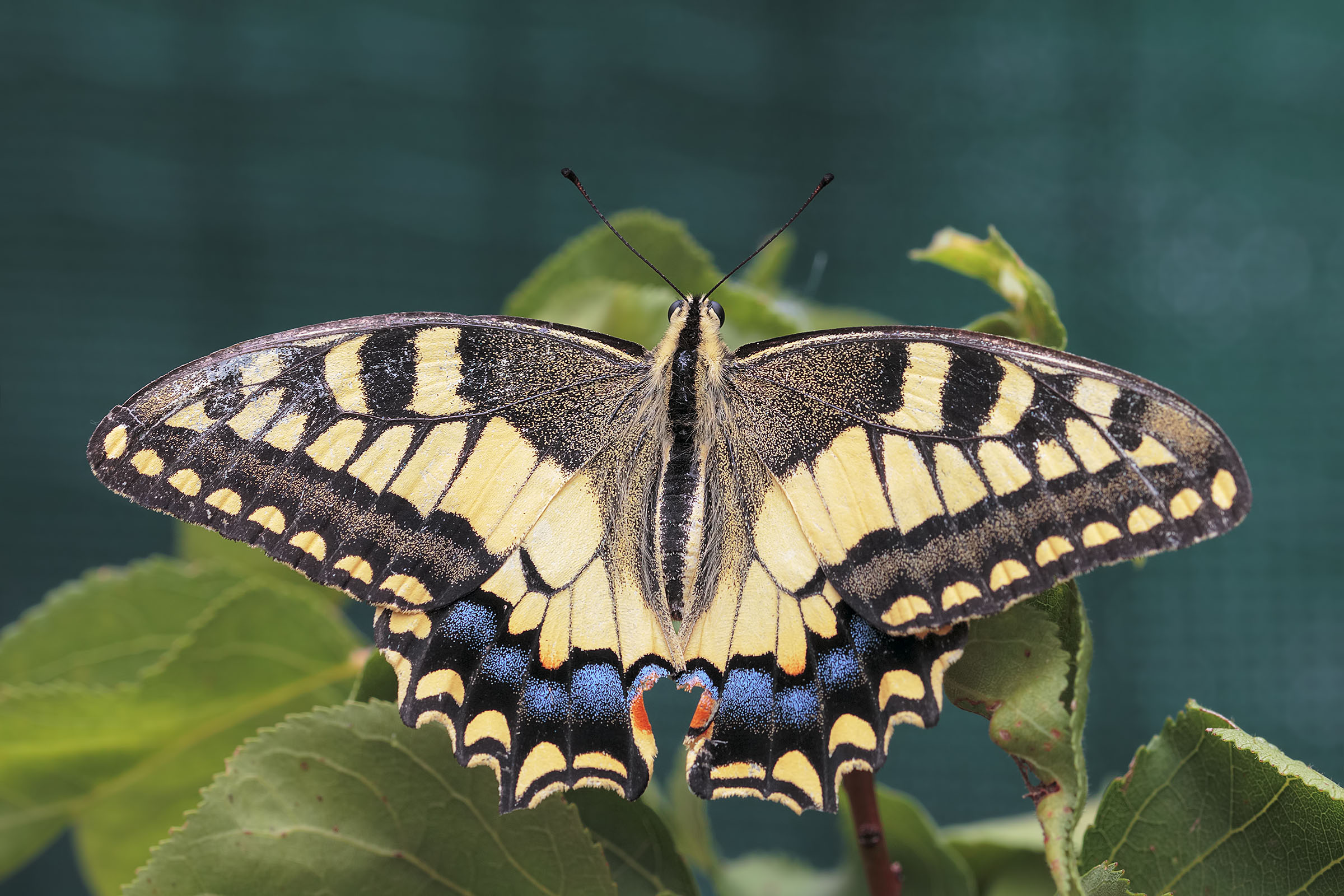 Swallowtail
