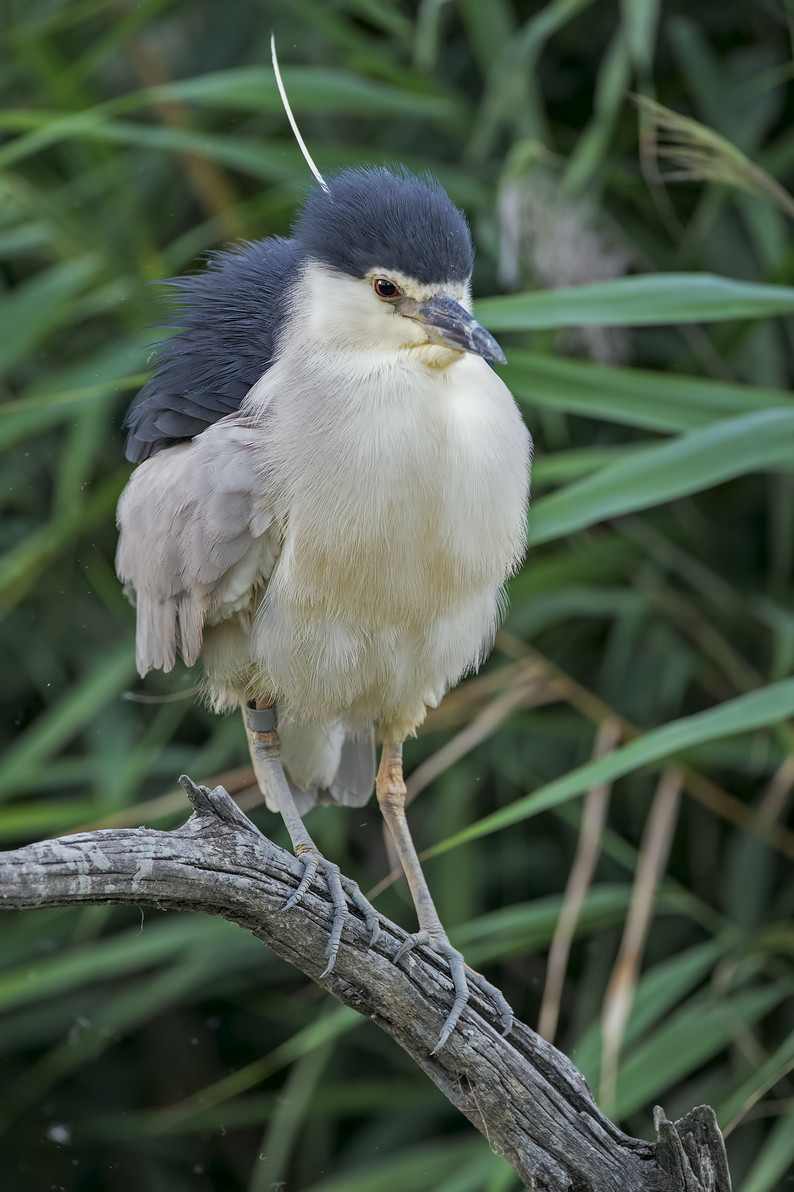 Night Heron
