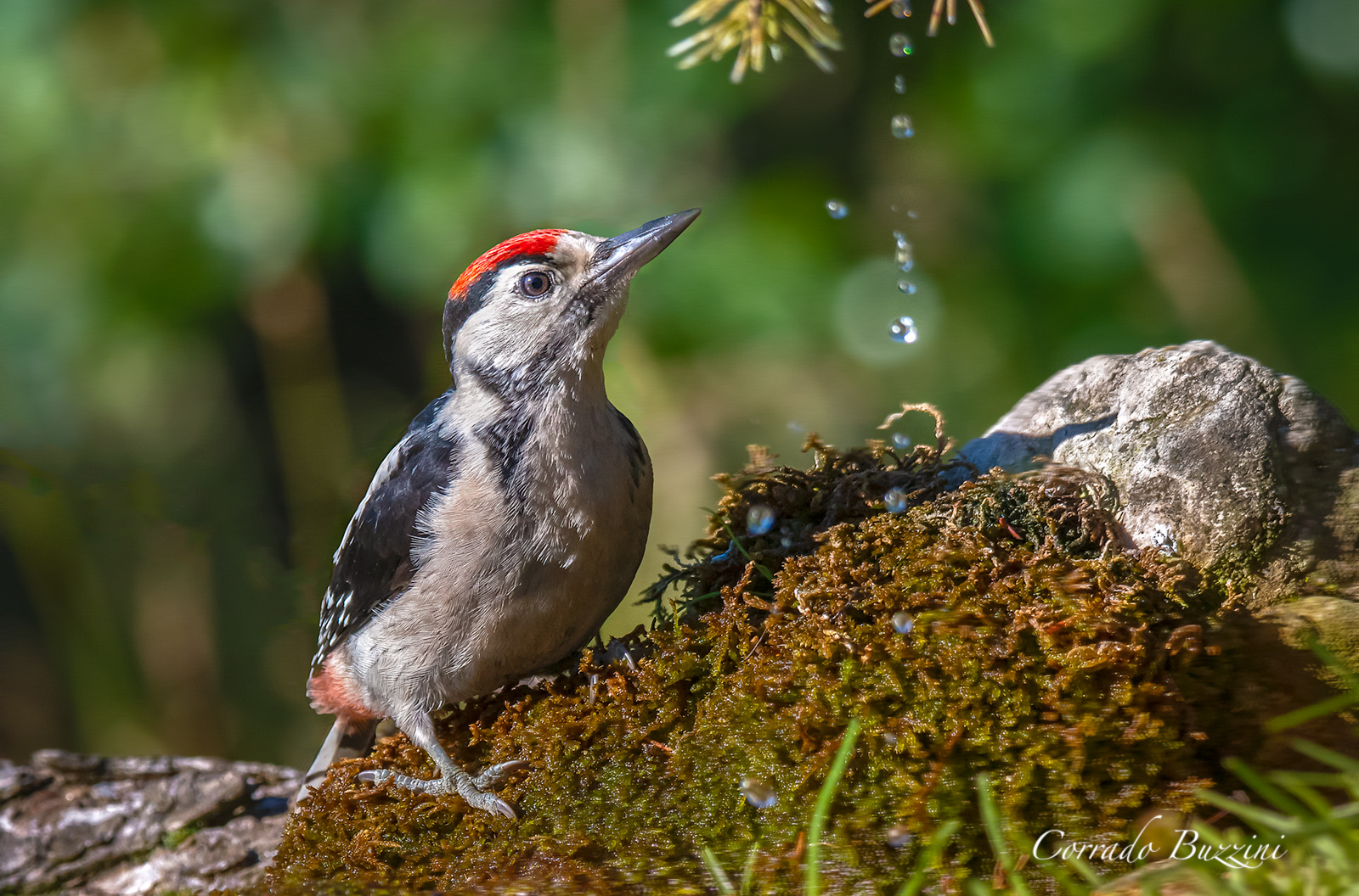Young male Red woodpeckers