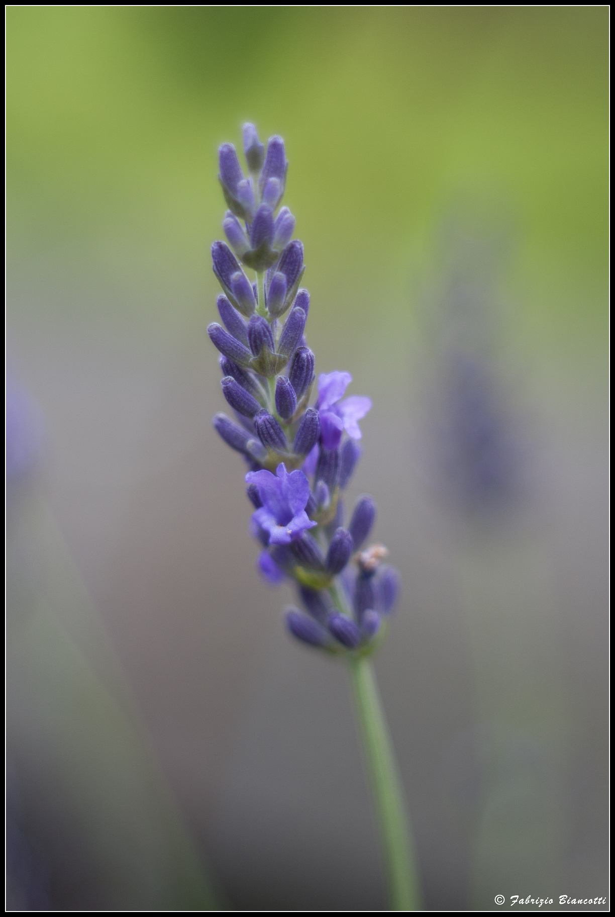A strand of lavender