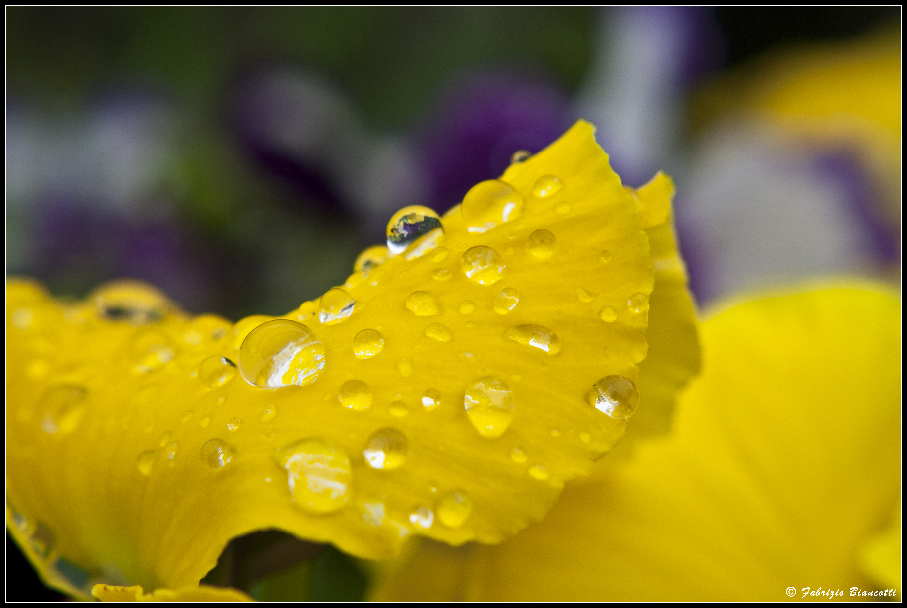 Primroses after the rain