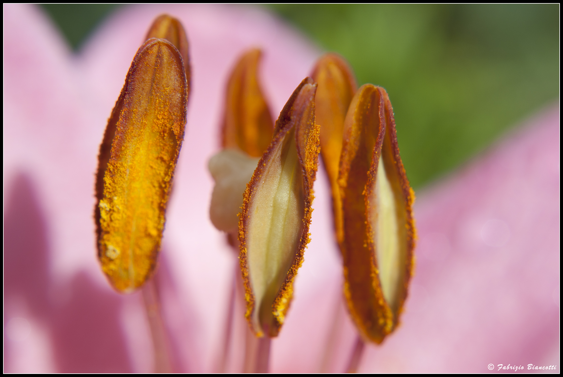 The Kingdom of Pollen