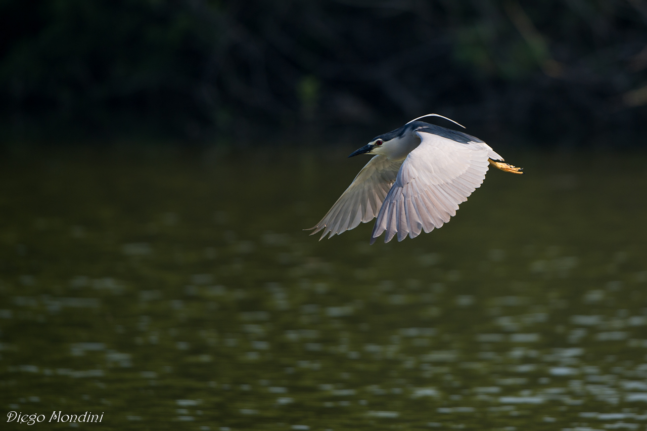 Night Heron