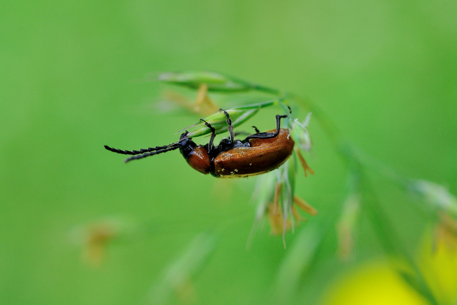 Fresh vegetables.....