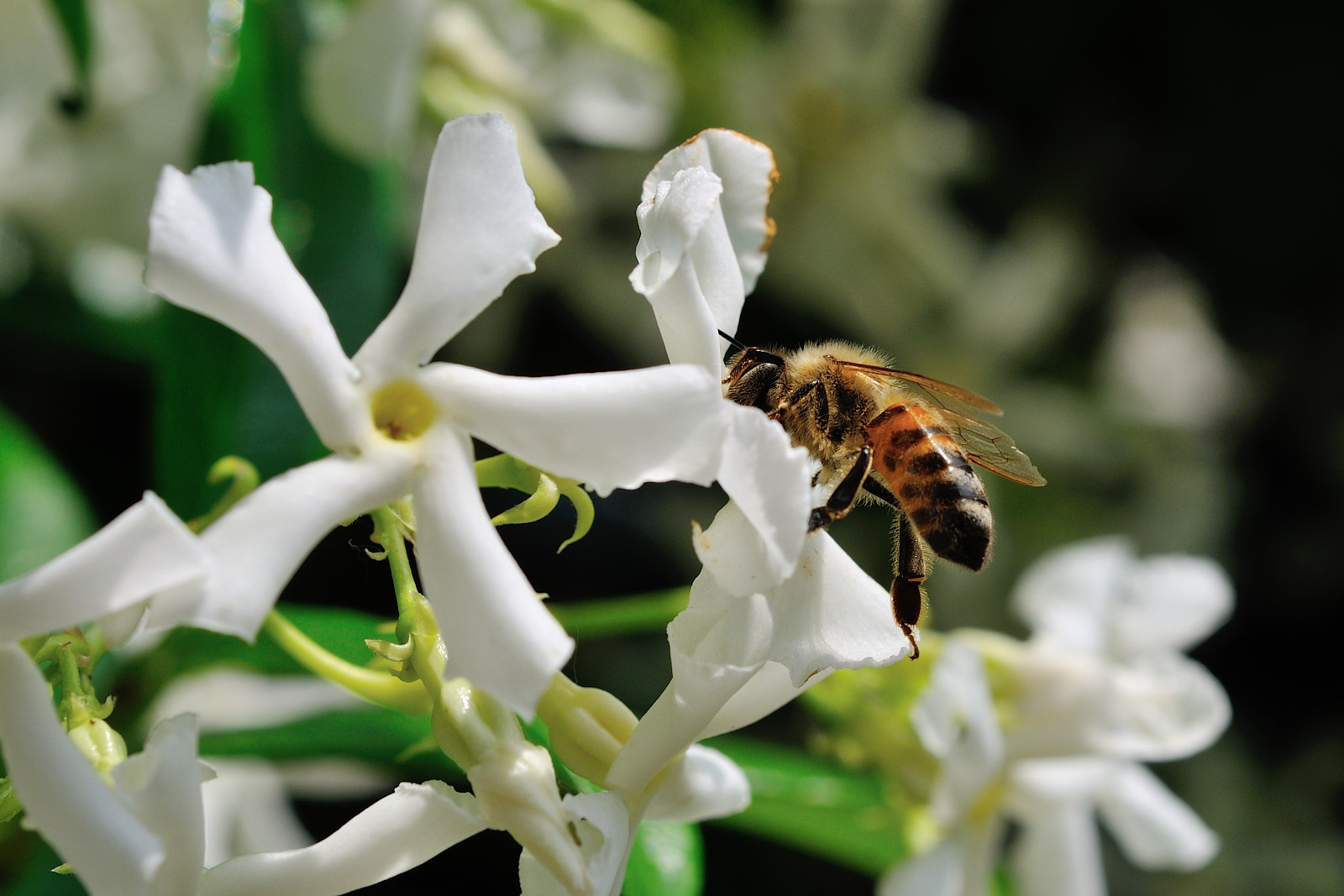 Nettare di Gelsomino-2