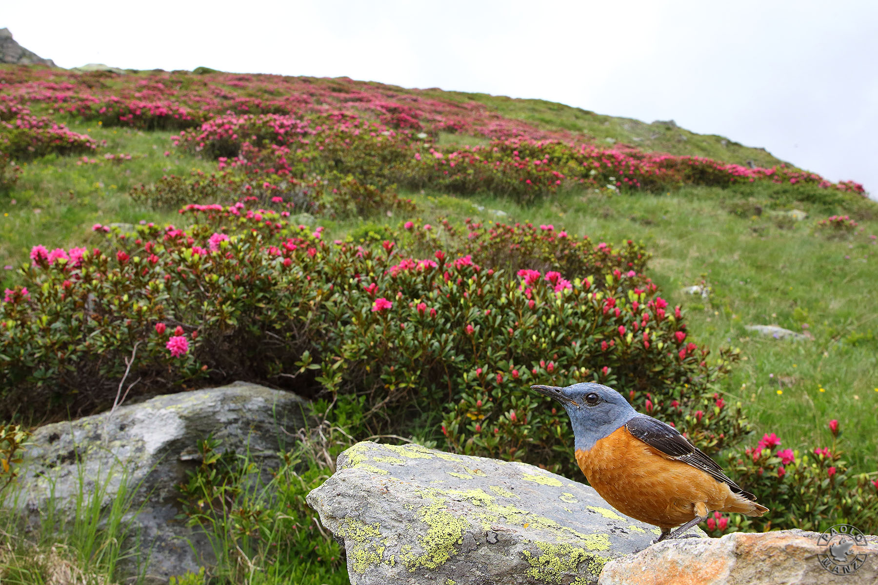 Redcoding and Rhododendrons