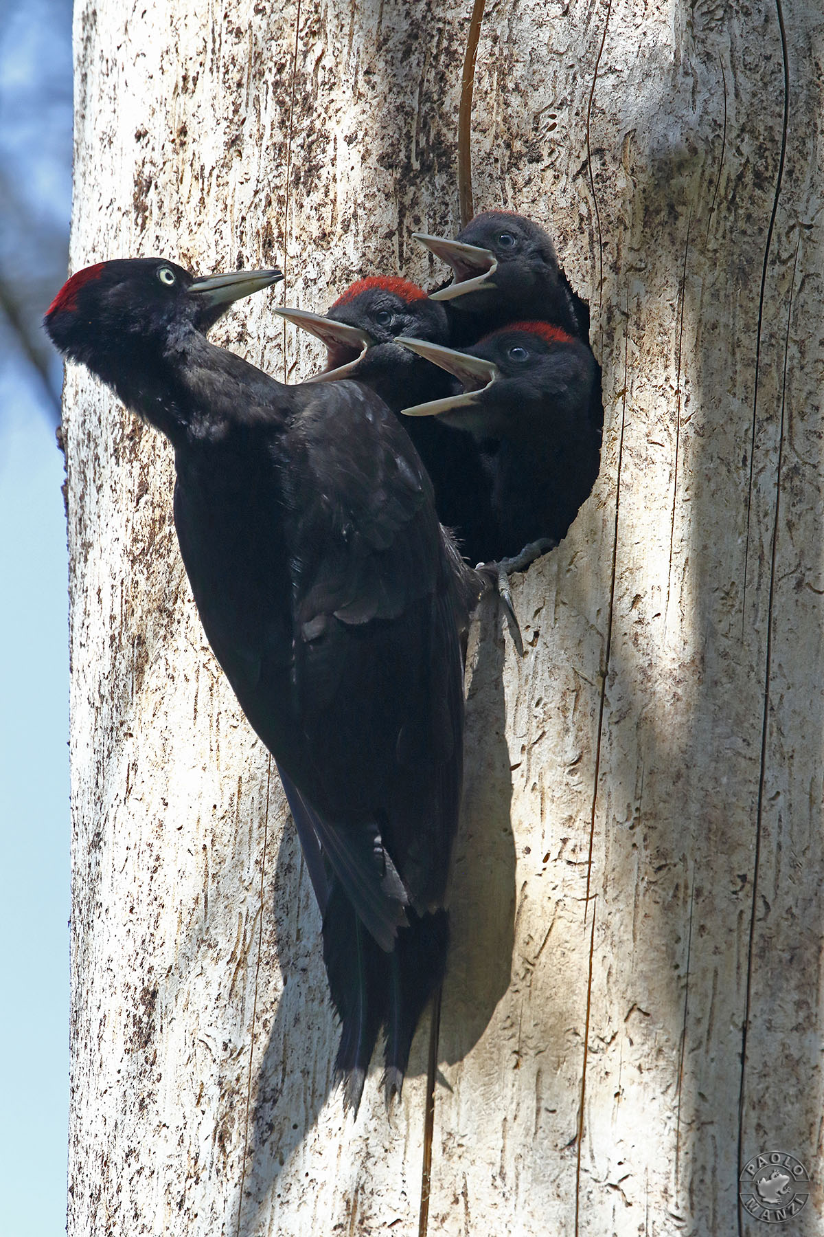 Black Woodpeckers