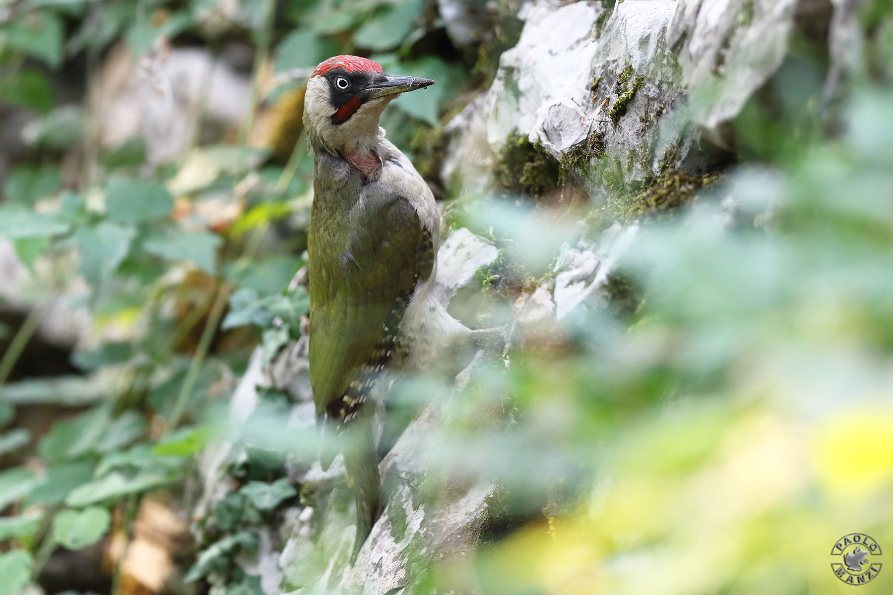 Green Woodpeckers