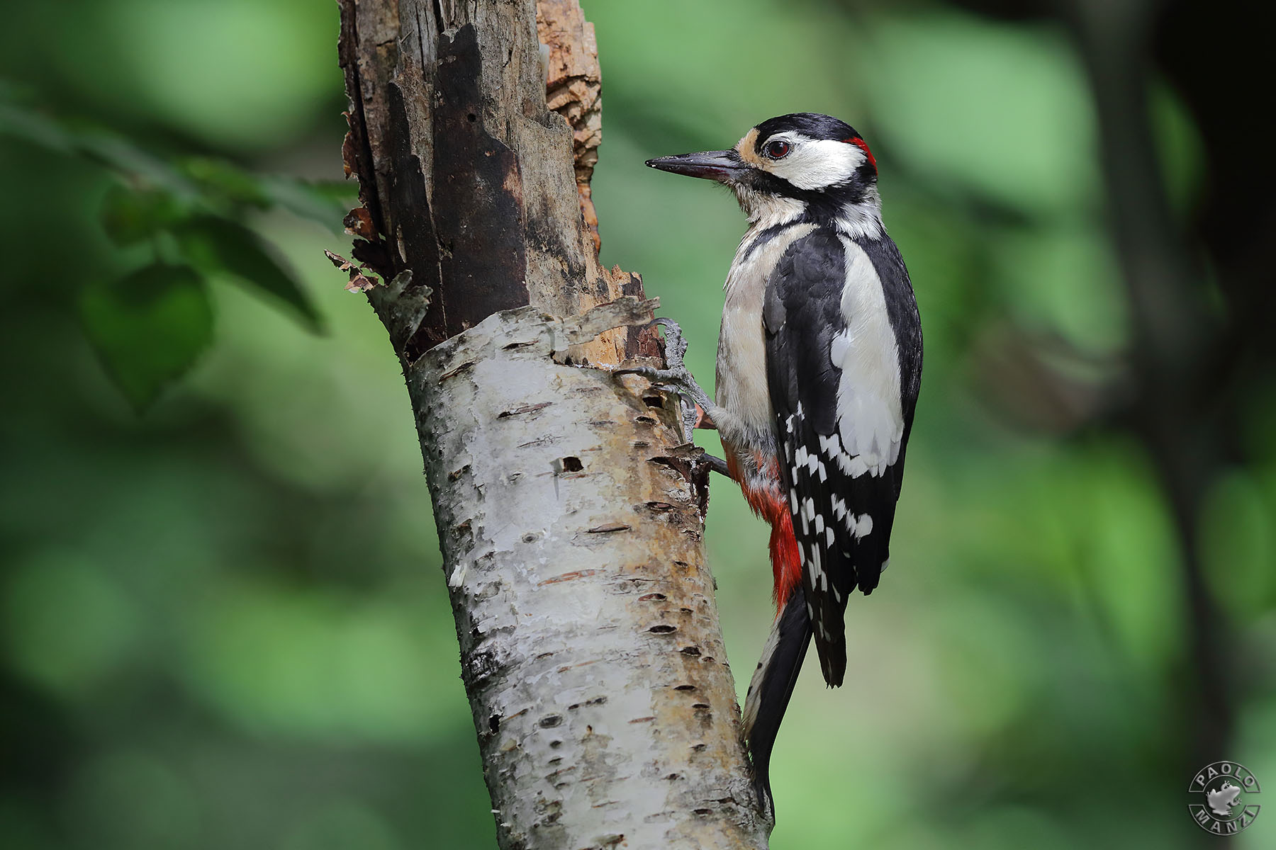 Picchio rosso maggiore - maschio