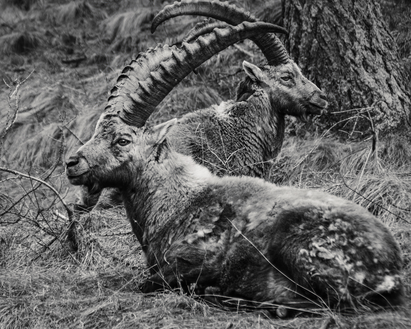 The Fearful Ibex has no