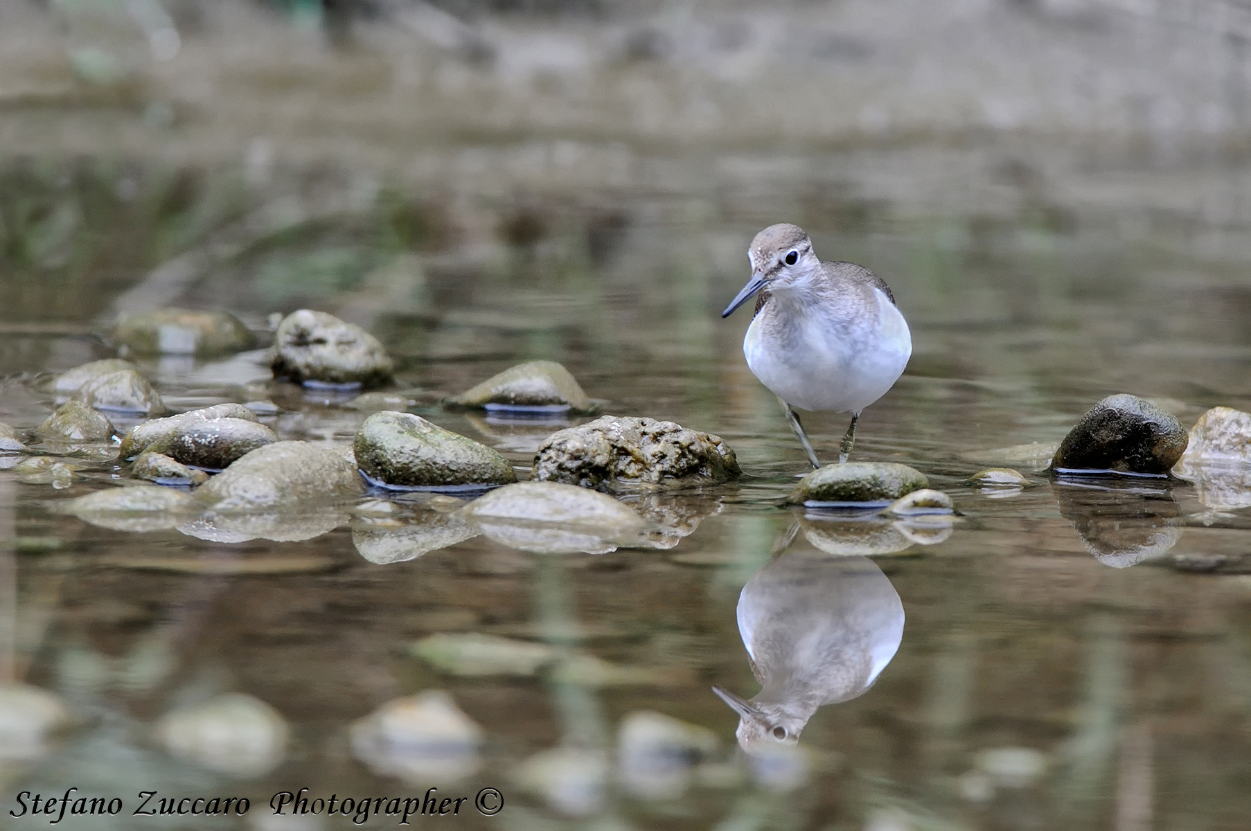 Piro piro culbianco (Tringa ochropus)