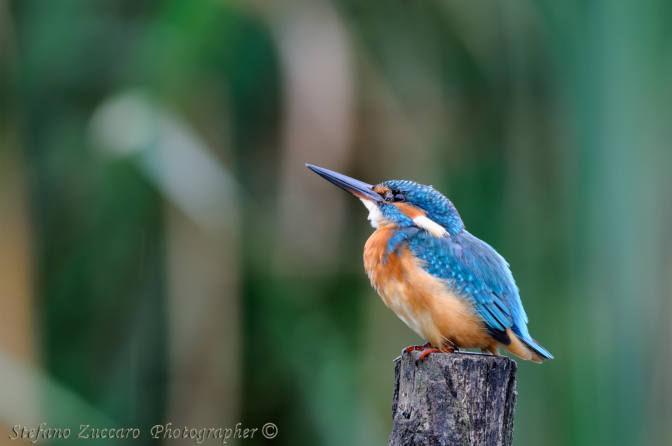 Martin pescatore (alcedo atthis)