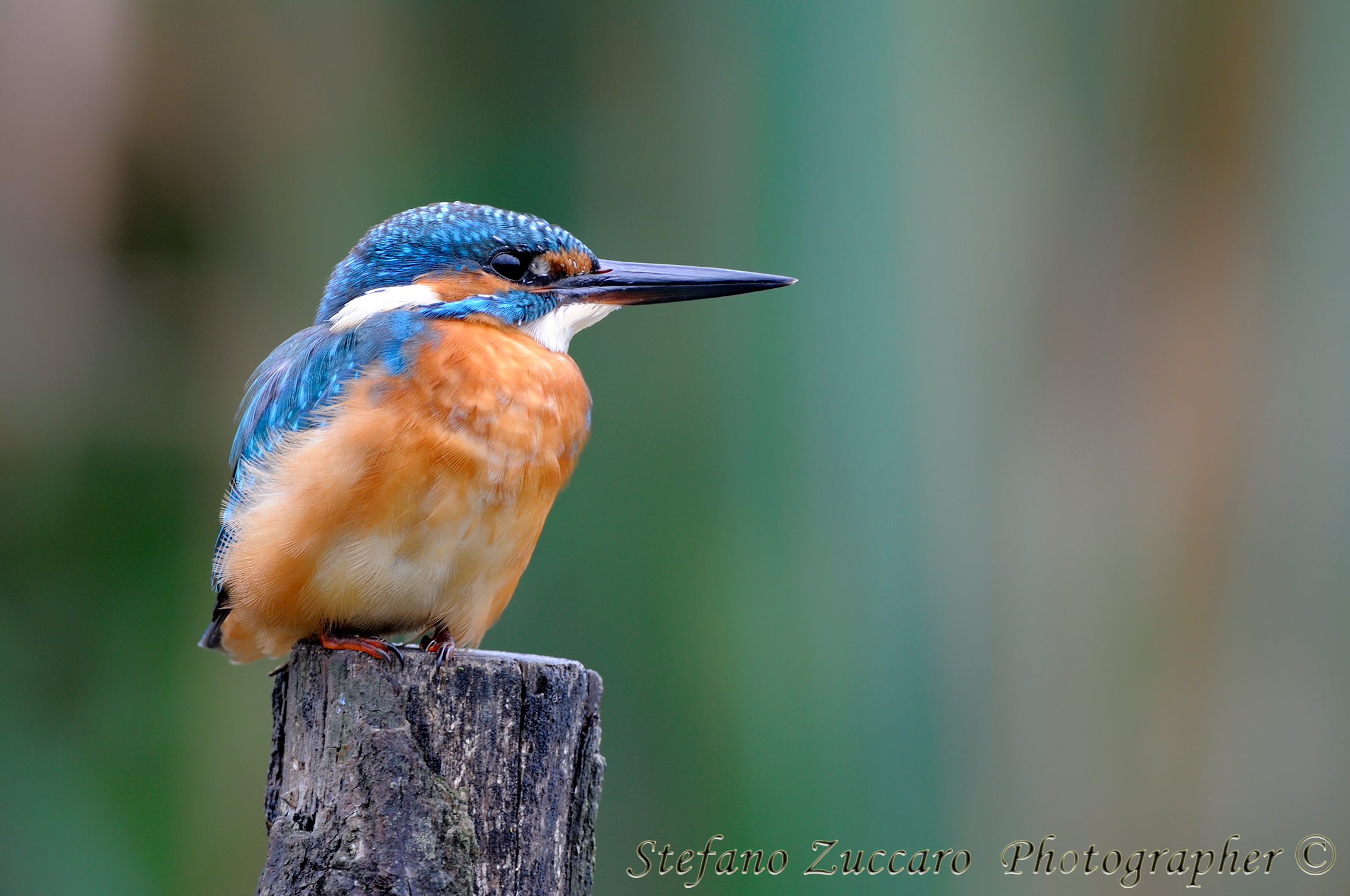 Martin pescatore (alcedo atthis)