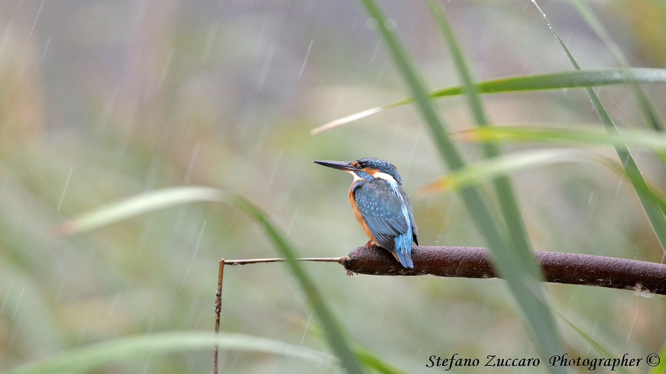Martin pescatore sotto la pioggia