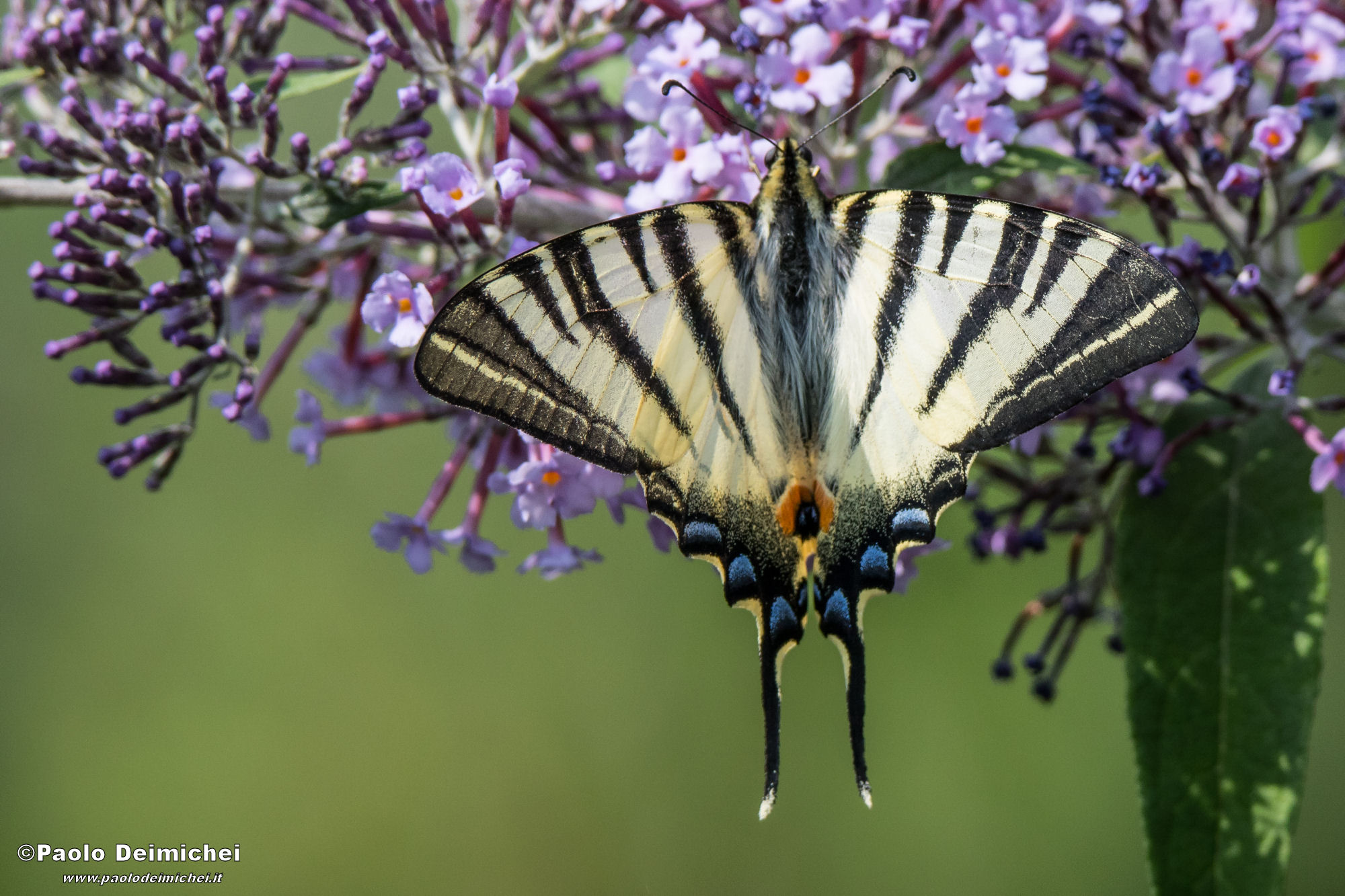 Podalirio su fioritura di Buddleja