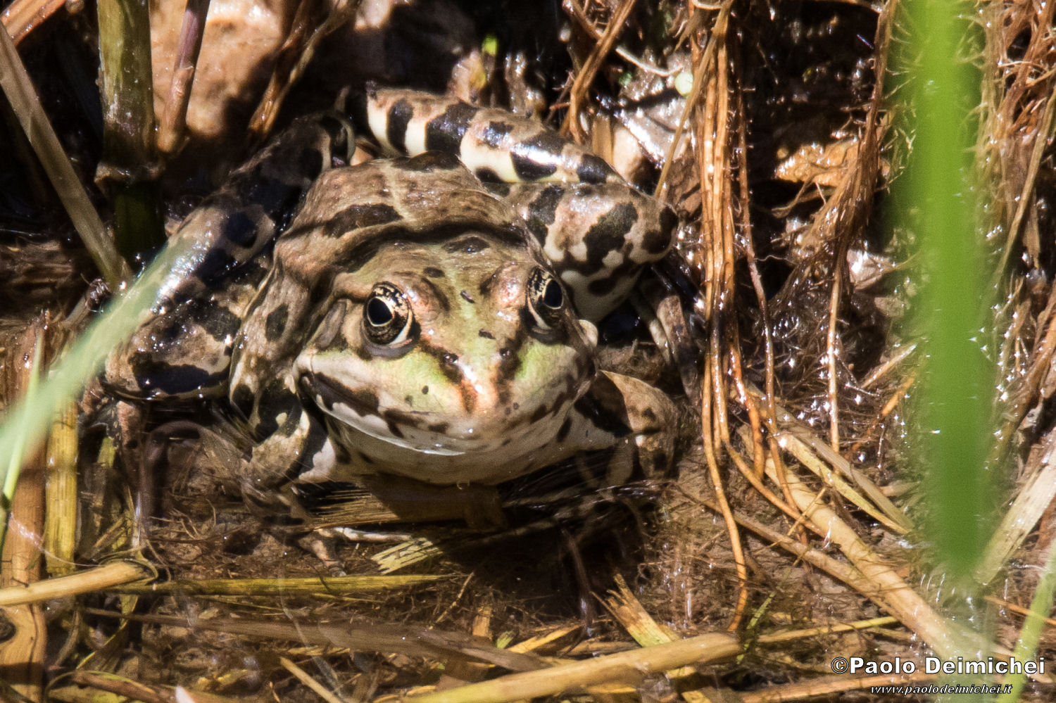 Rana verde in relax: primo piano!