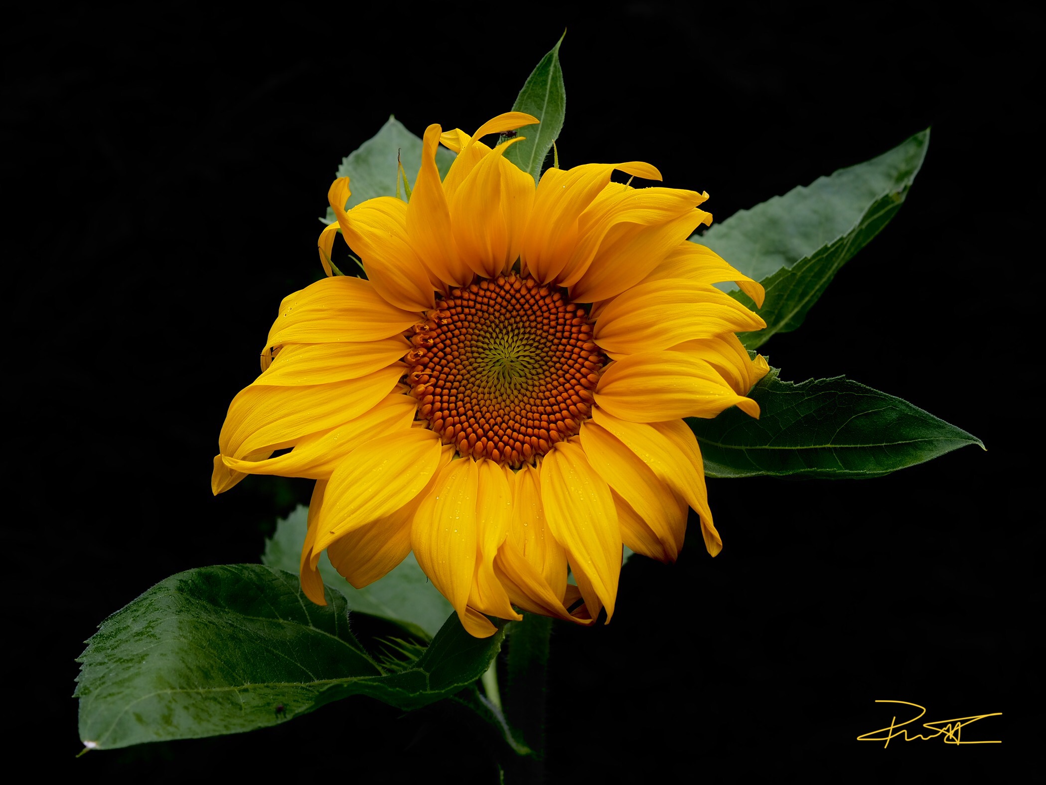 Girasole