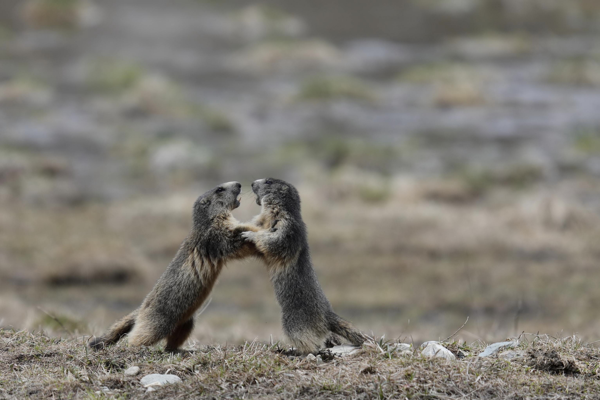 Come tutti i giovani mammiferi