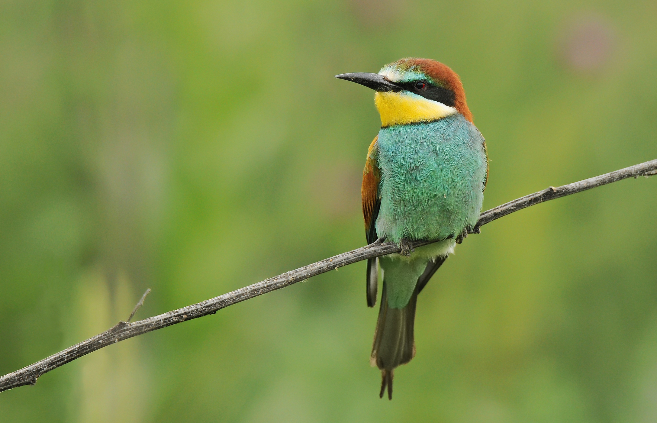 Bee-eater