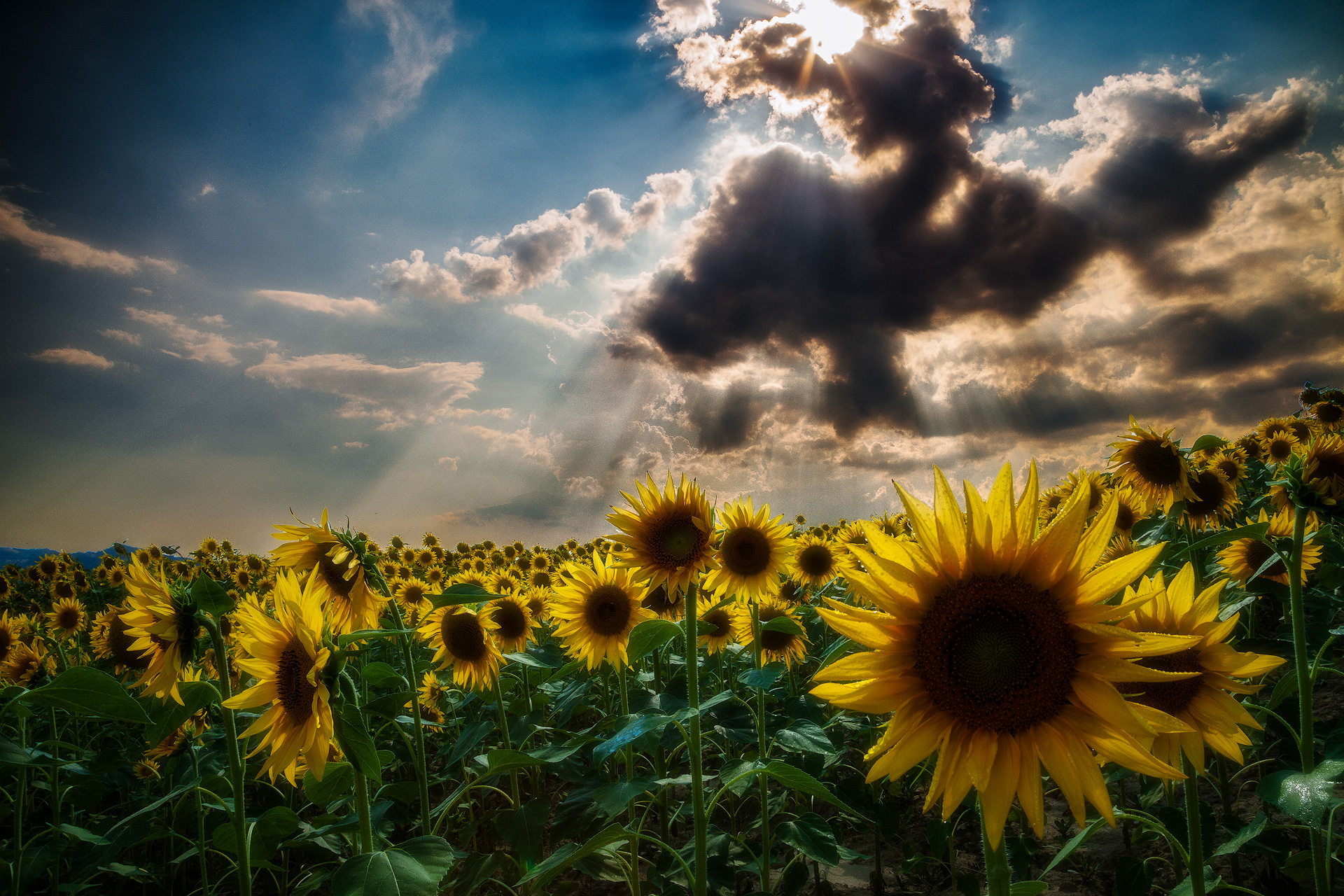Shadows on Sunflowers