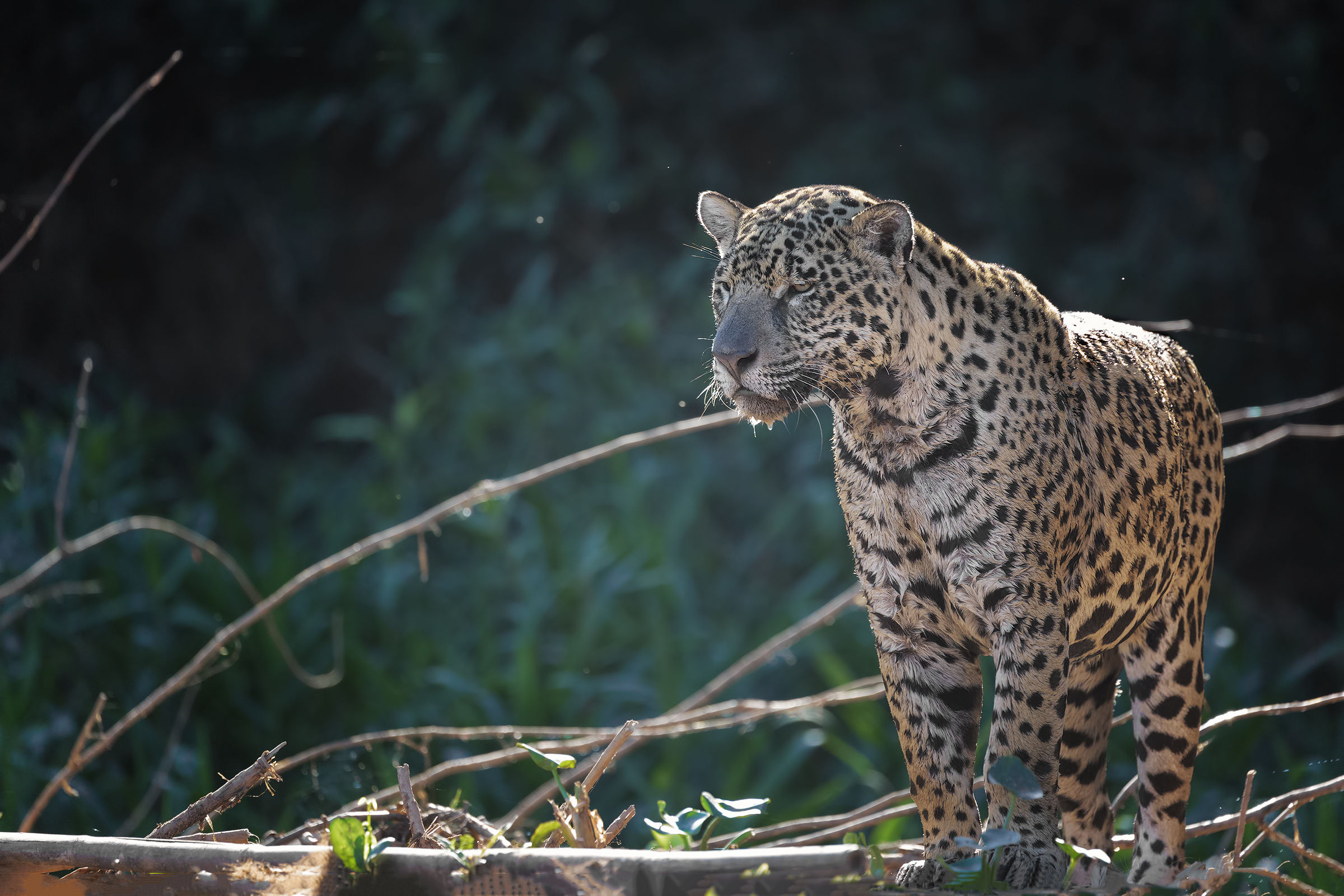 His Highness the Jaguar