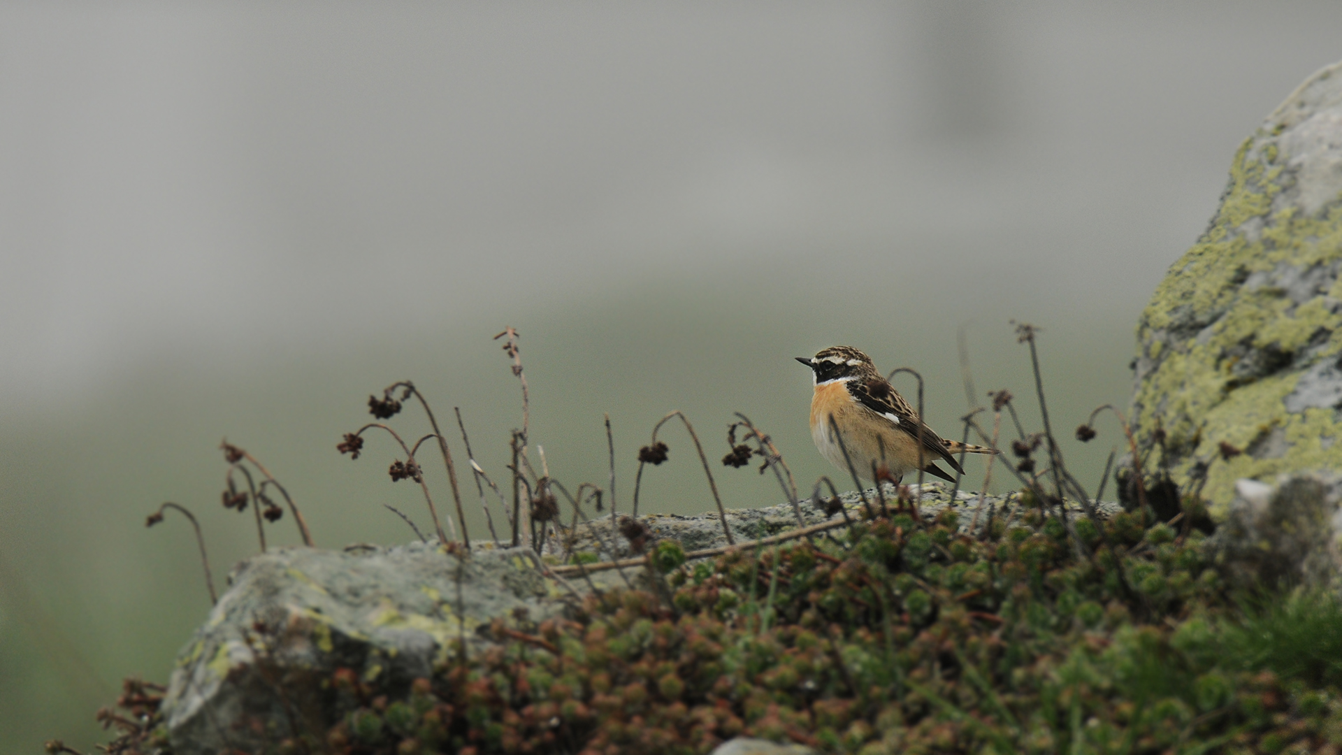 Stiaccino Ambientato