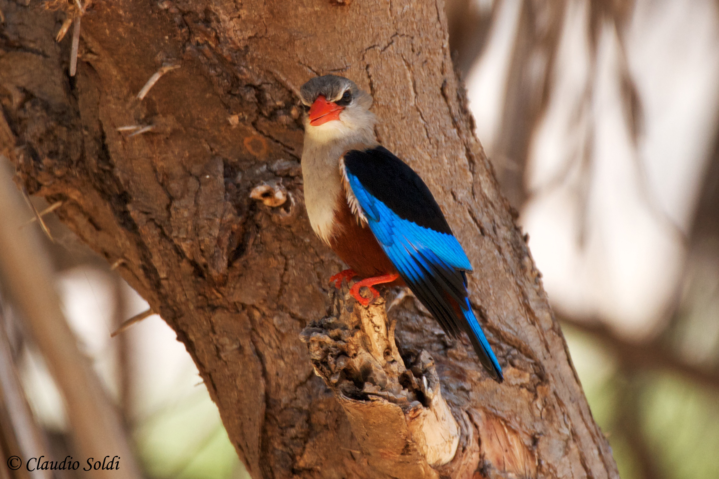 Grey headed kingfisher ingrugnito ...