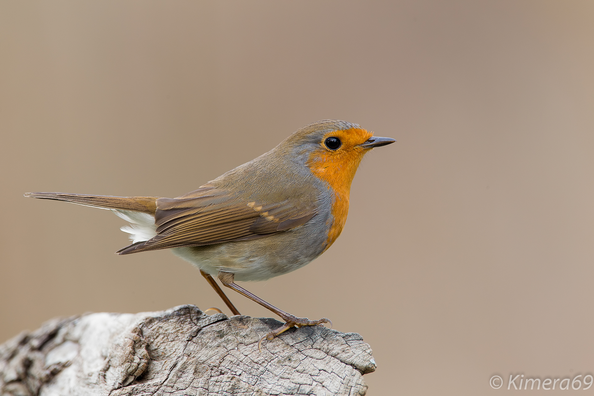 Erithacus rubecula