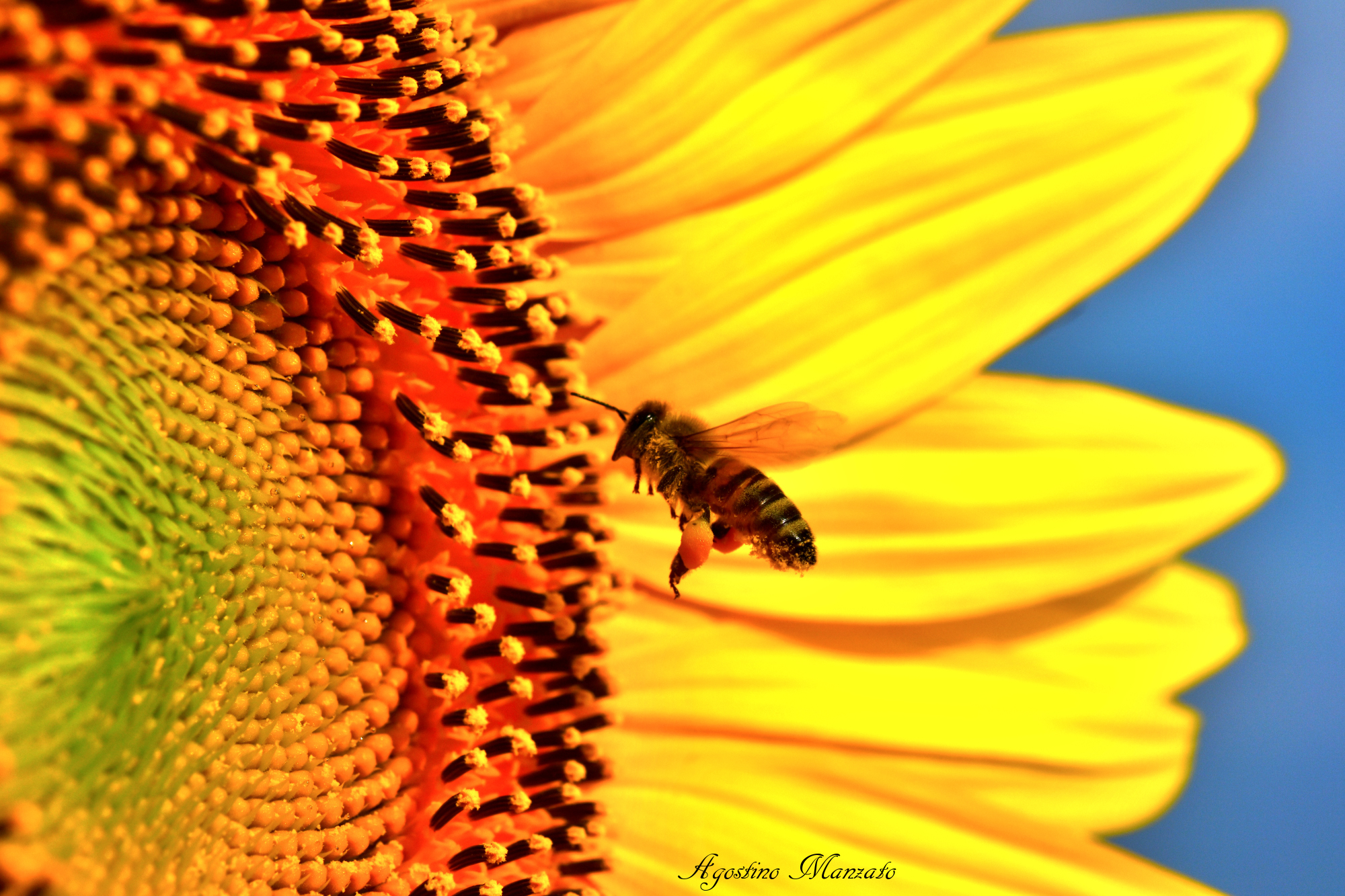 In Flight with the treasure