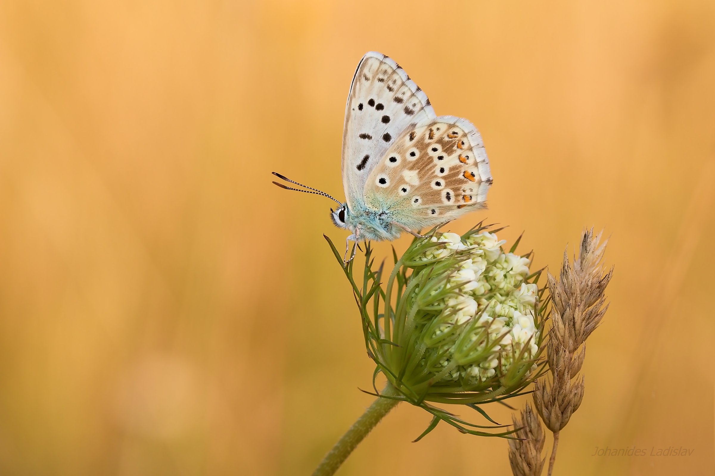Polyommatus coridon