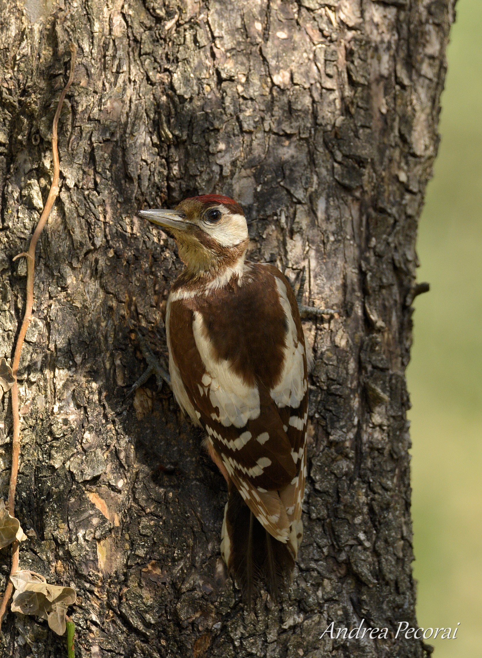 Red/Brown Woodpeckers