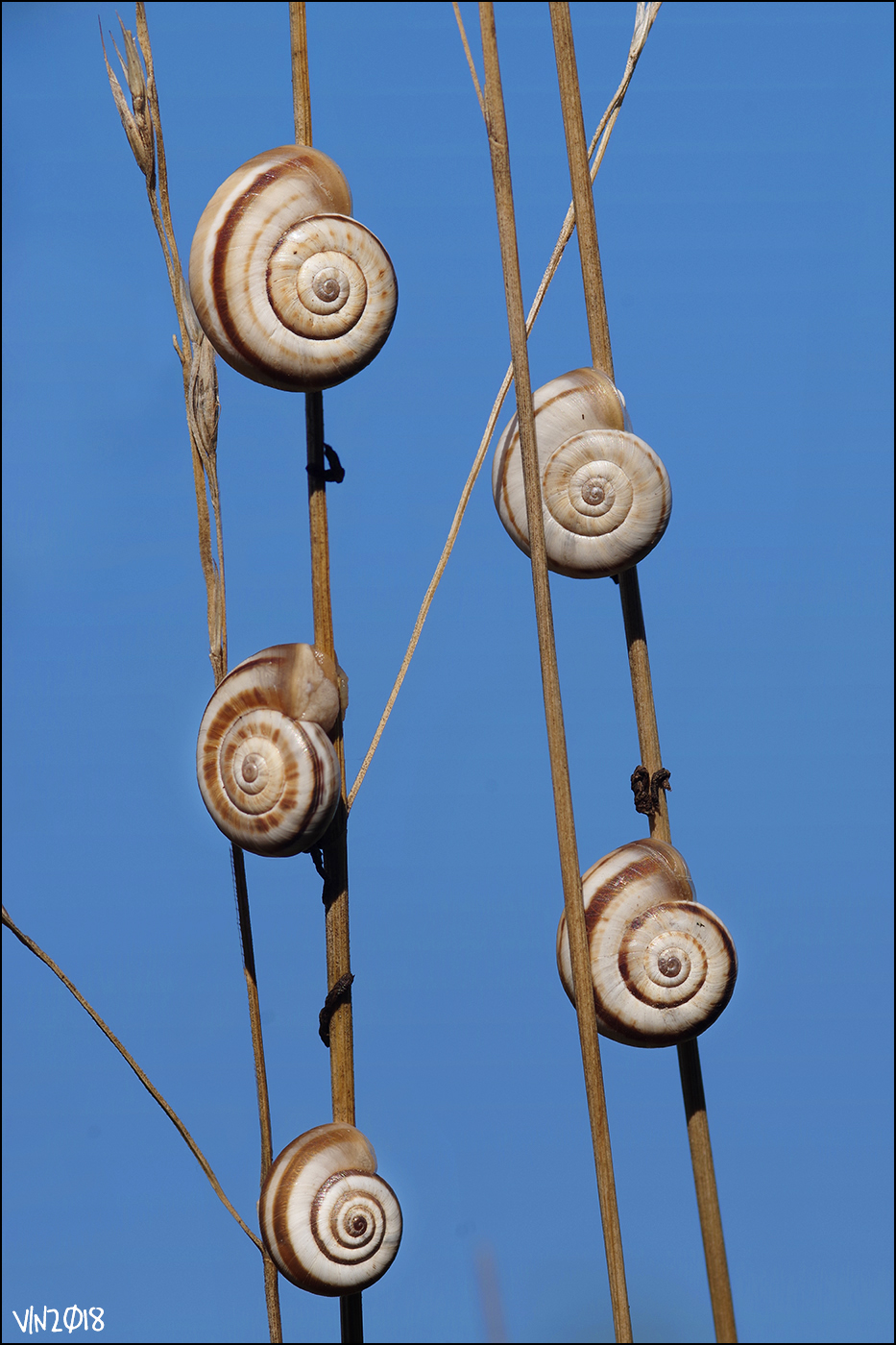 Chioccioline, perco del fiume Serio, luglio 2018