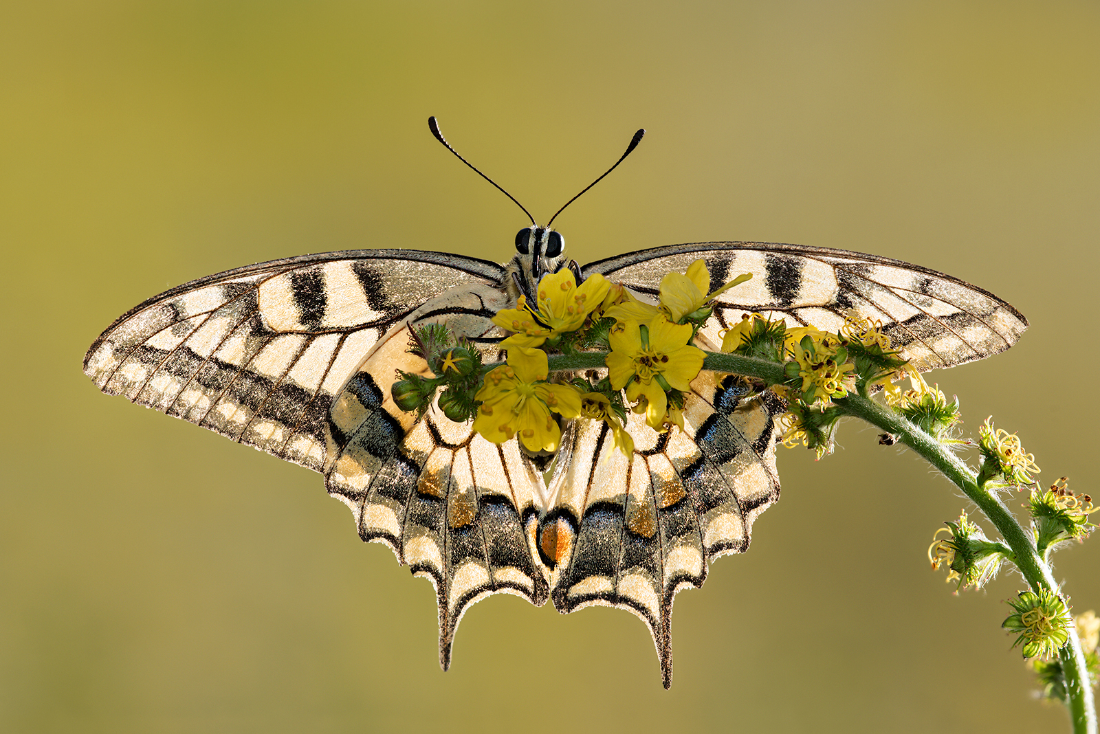 Macaone in controluce