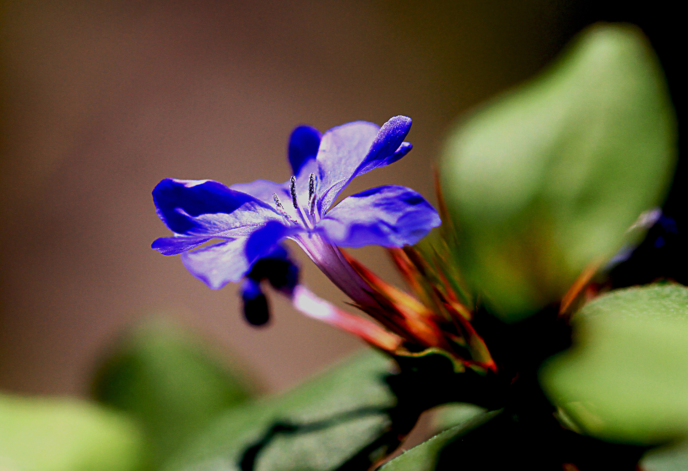 piccolo fiore blu infestante