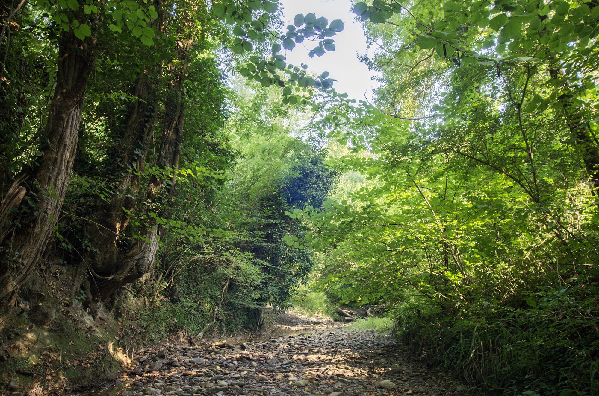 Bed torrent Pisciatello