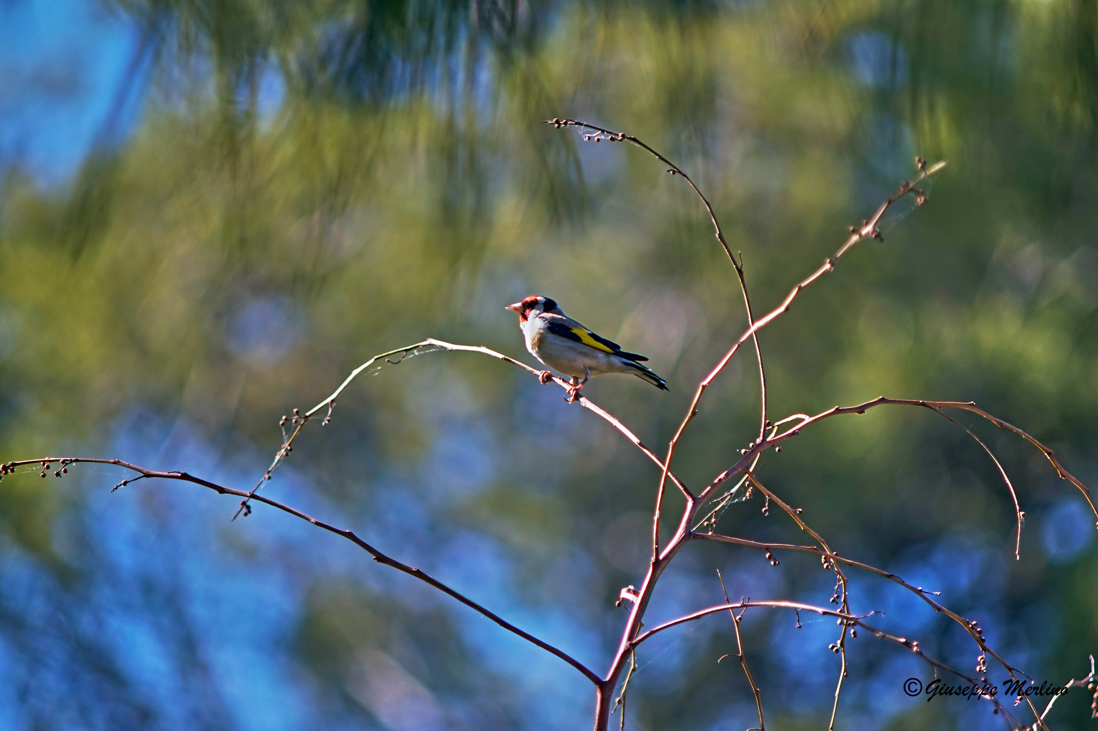 Sun-Kissed Goldfinch