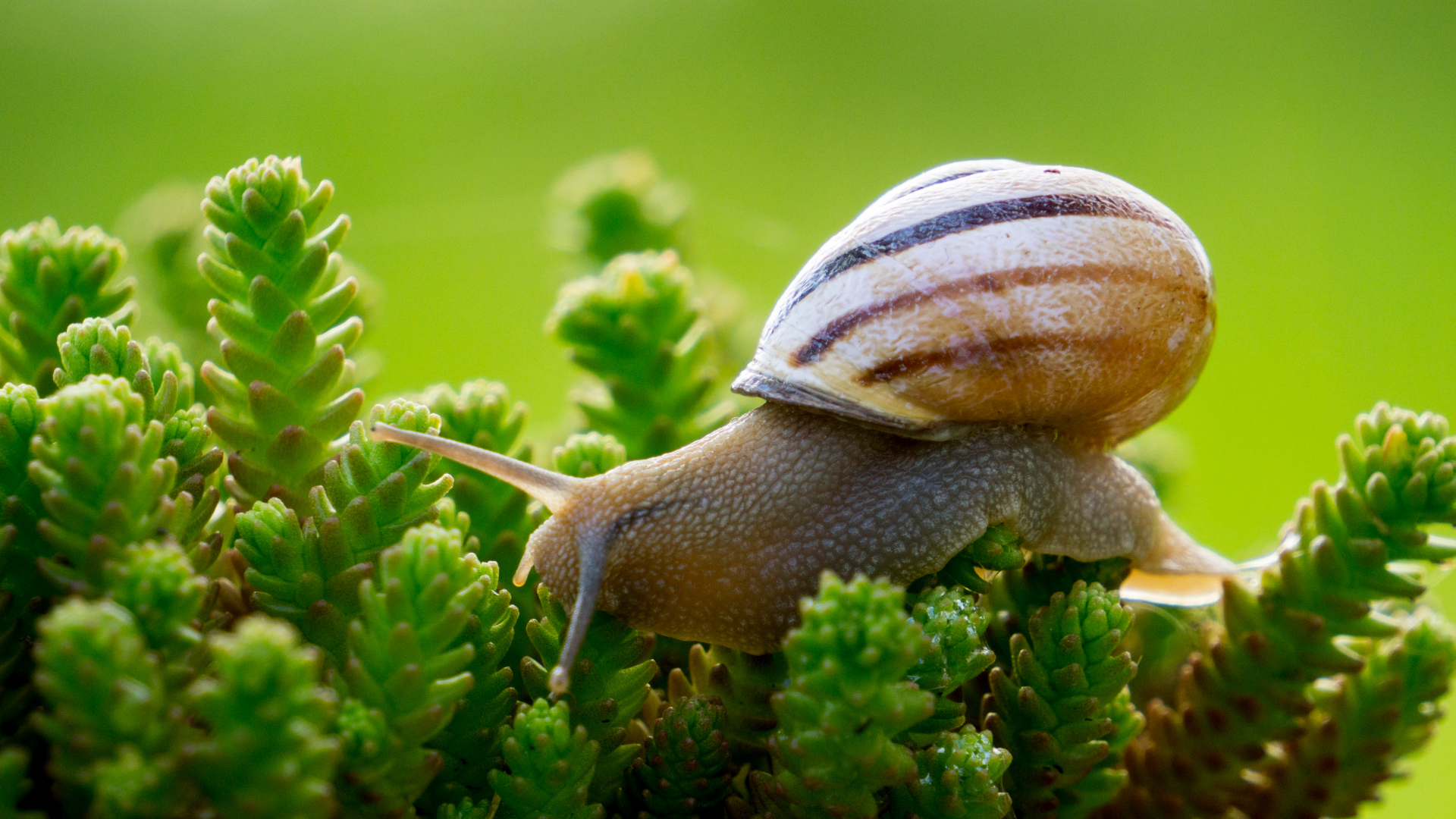 Eobania vermiculata su Sedum acre
