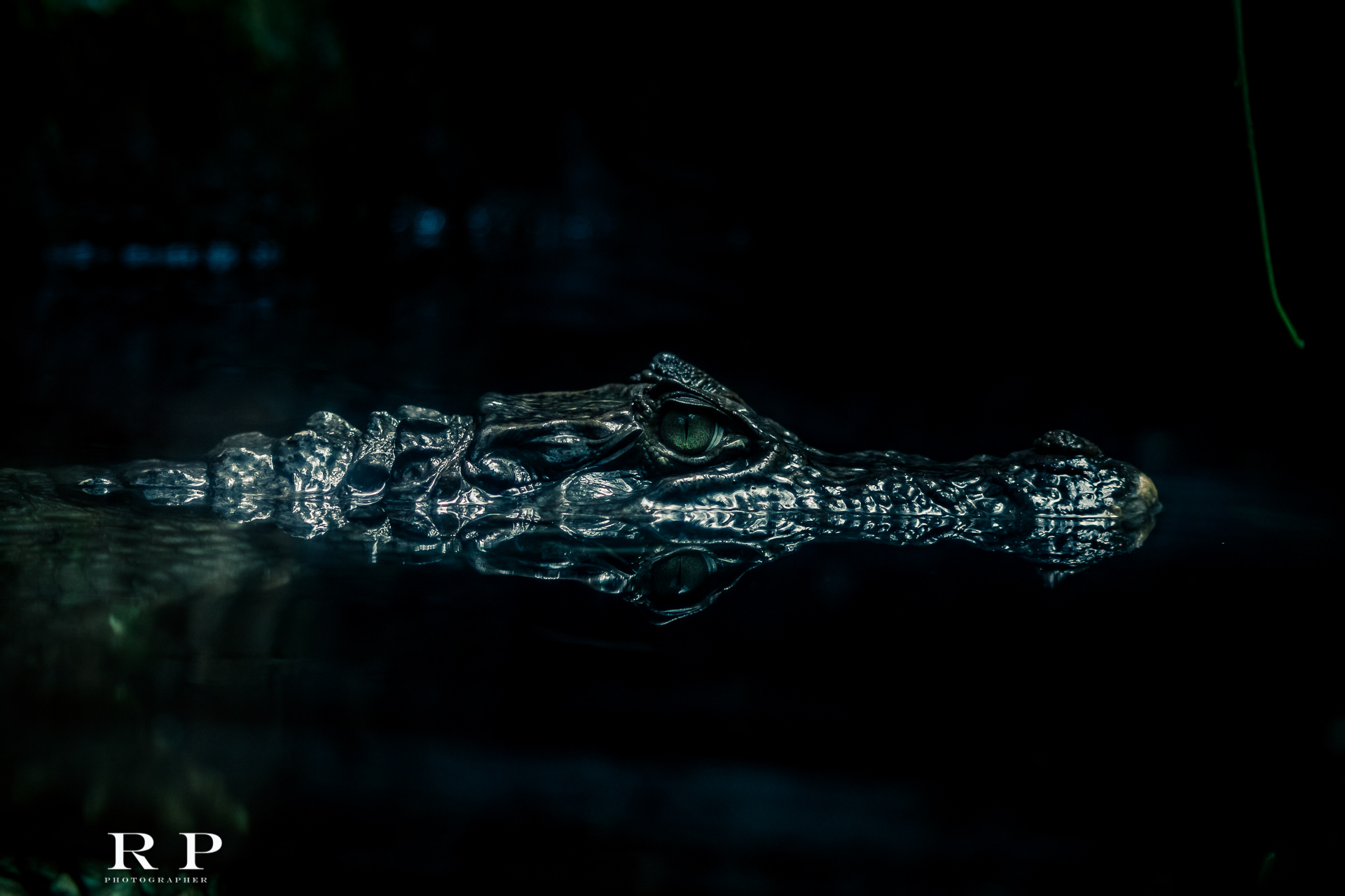 The look of the crocodile