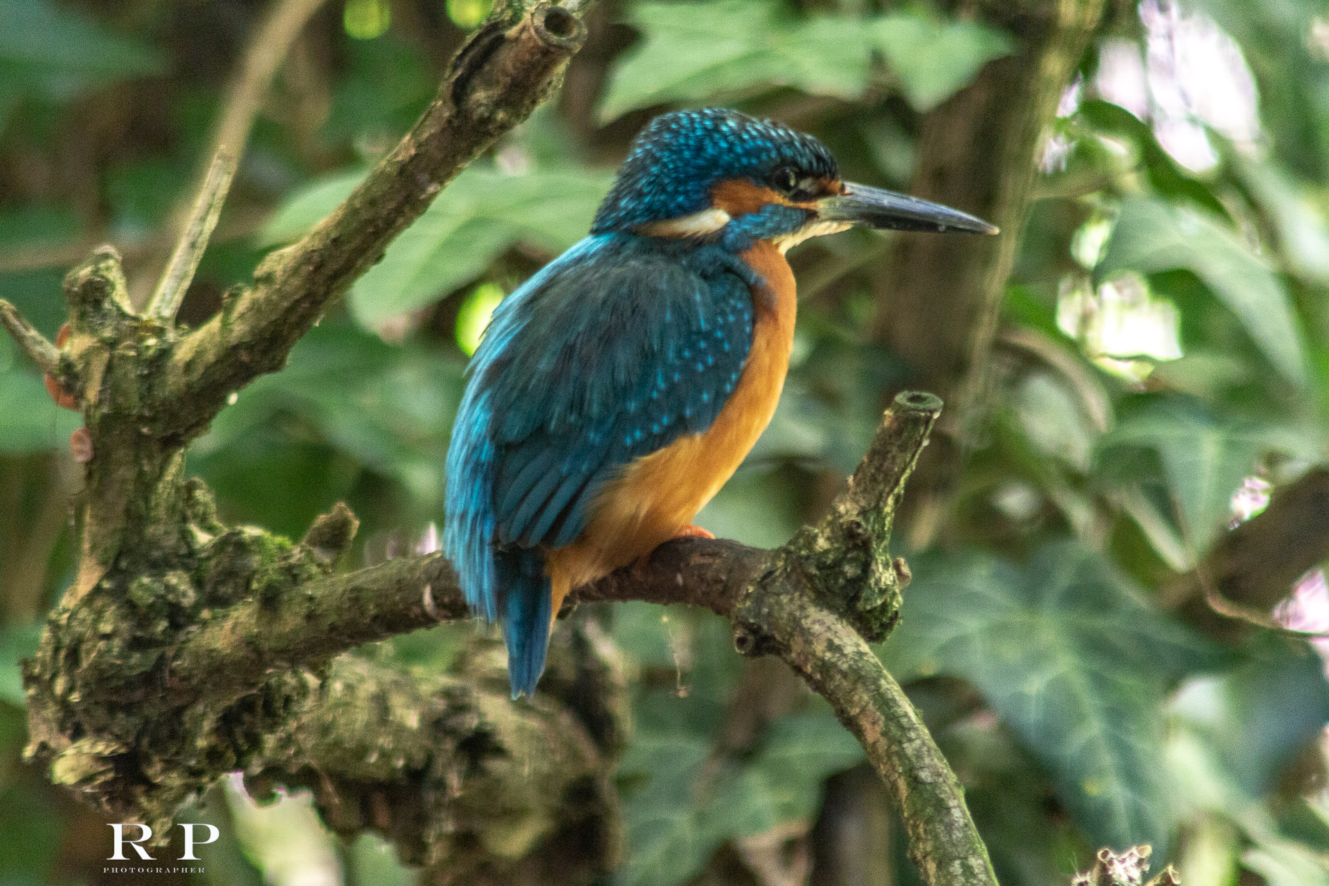 Martin Pescatore dietro ad un vetro non proprio pulito