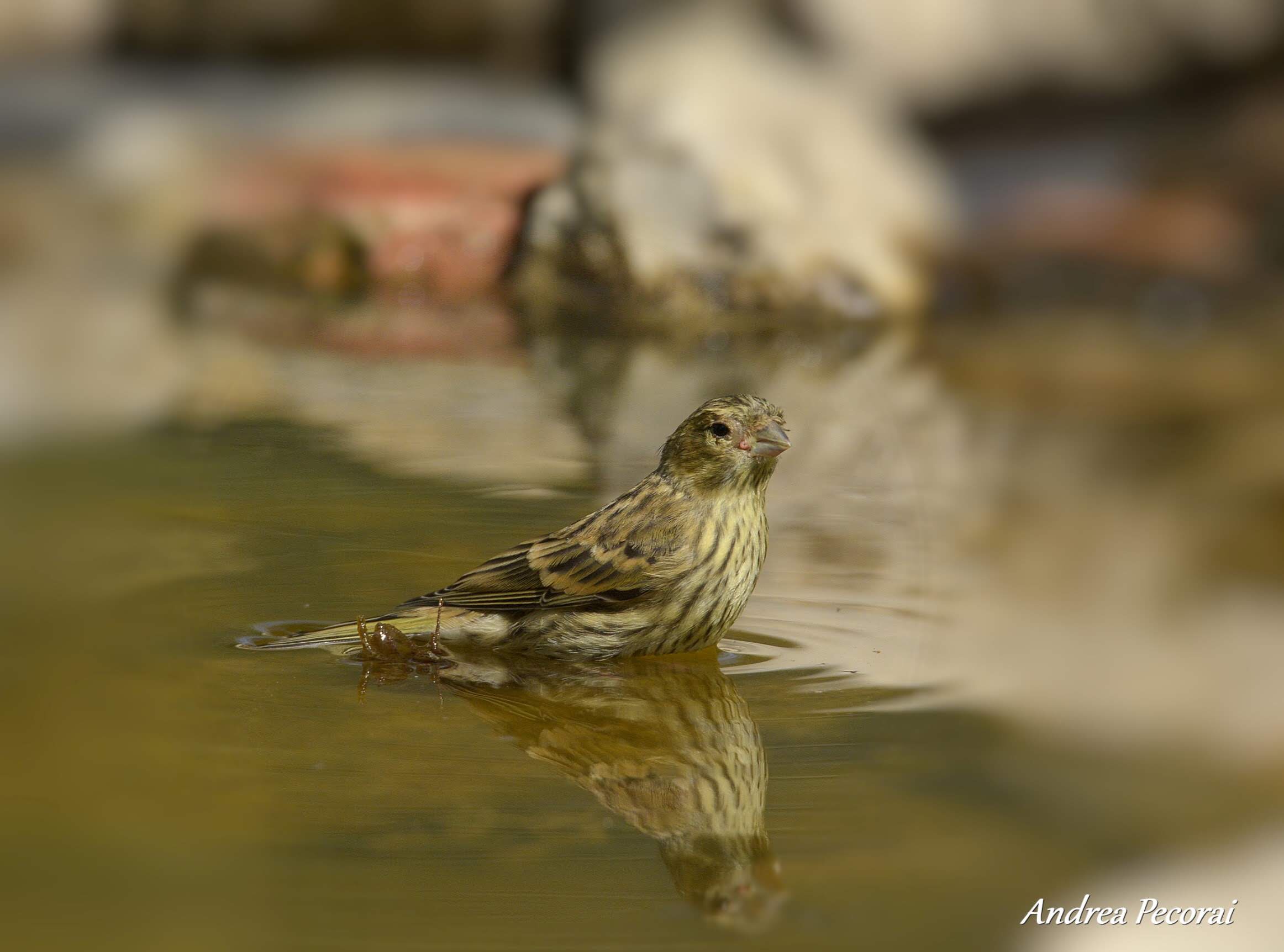 Young black Yellowhammer
