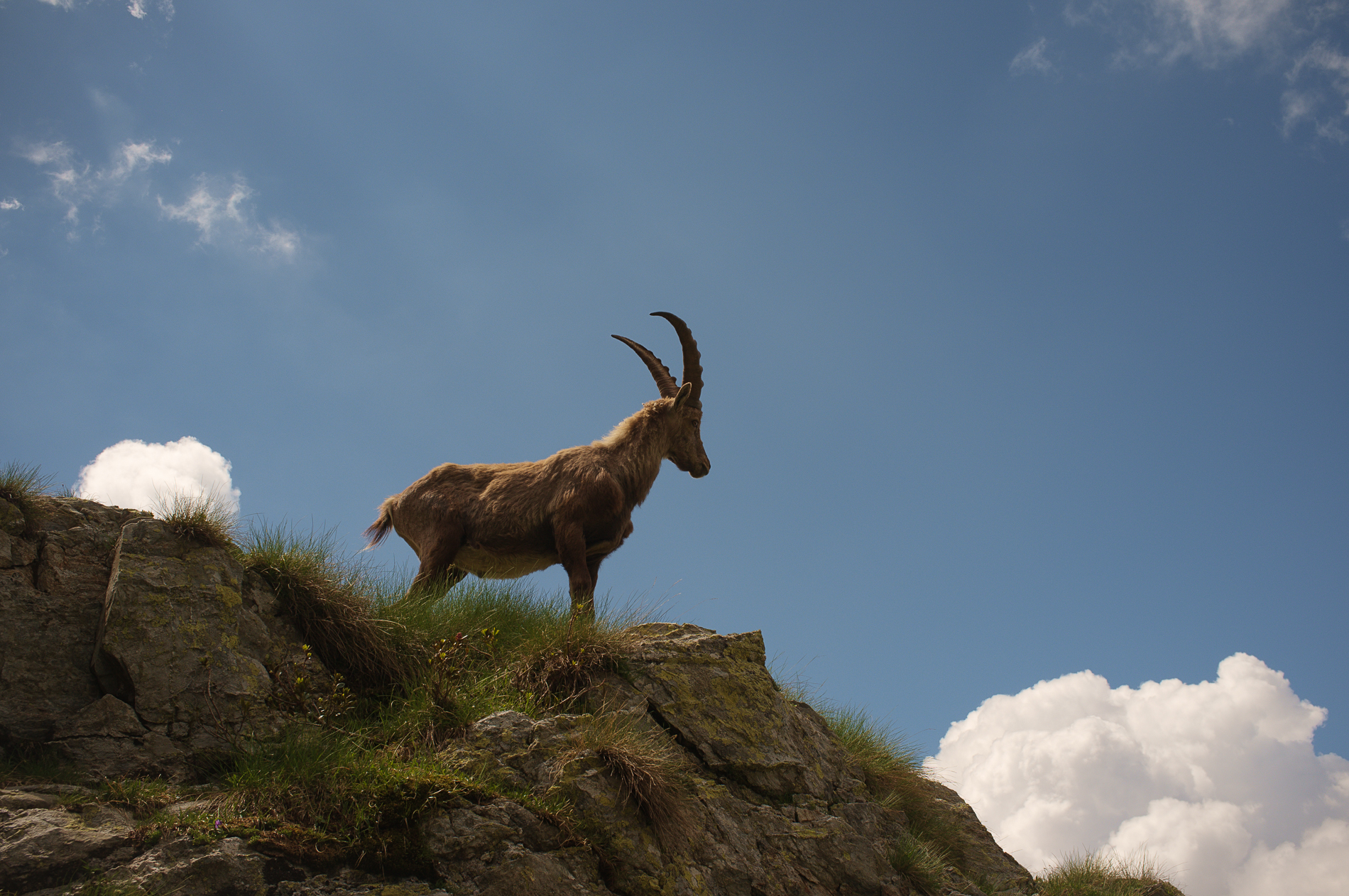 Ibex at the Brunone Hut (1)