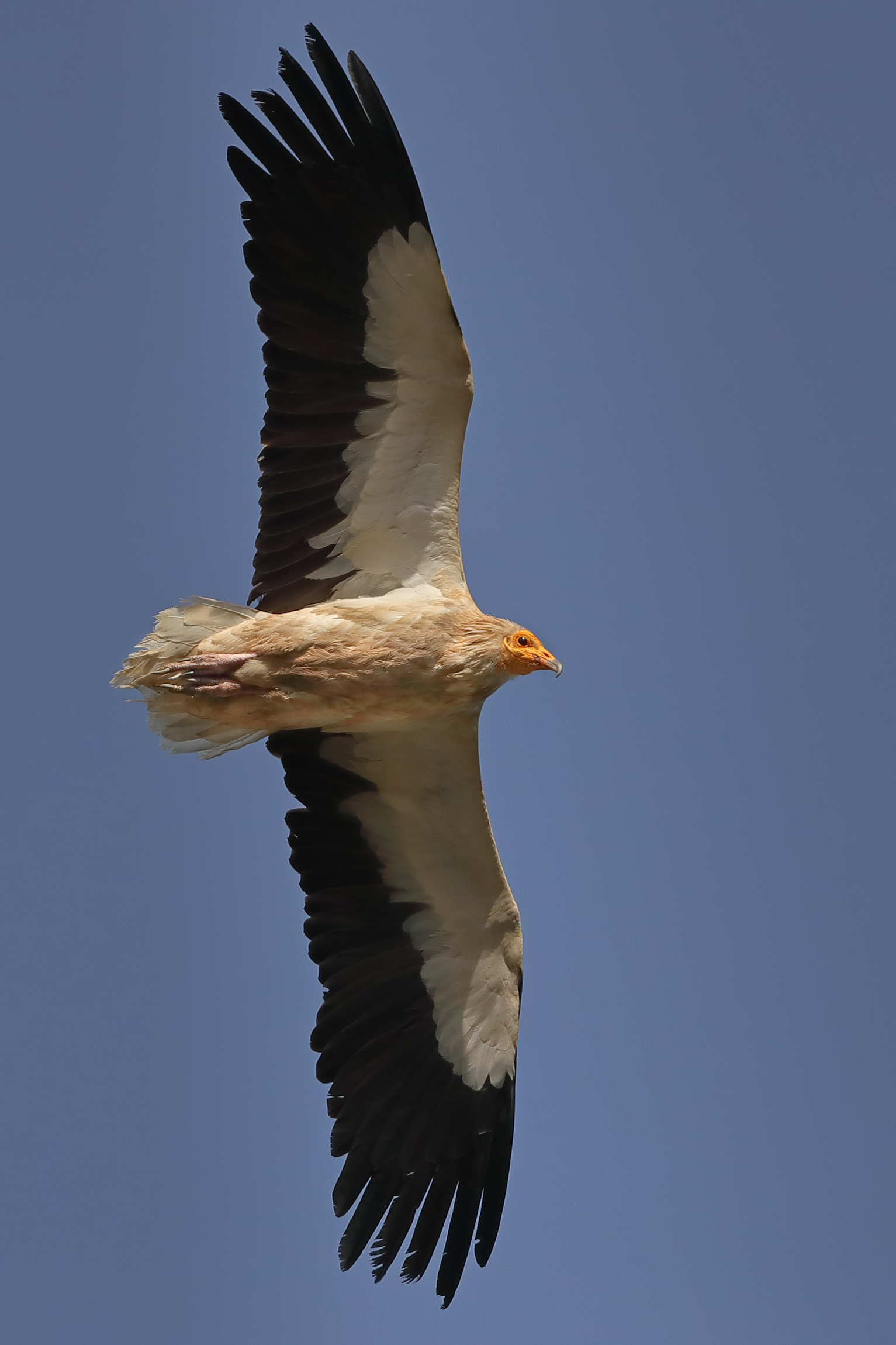 Egyptian Vulture