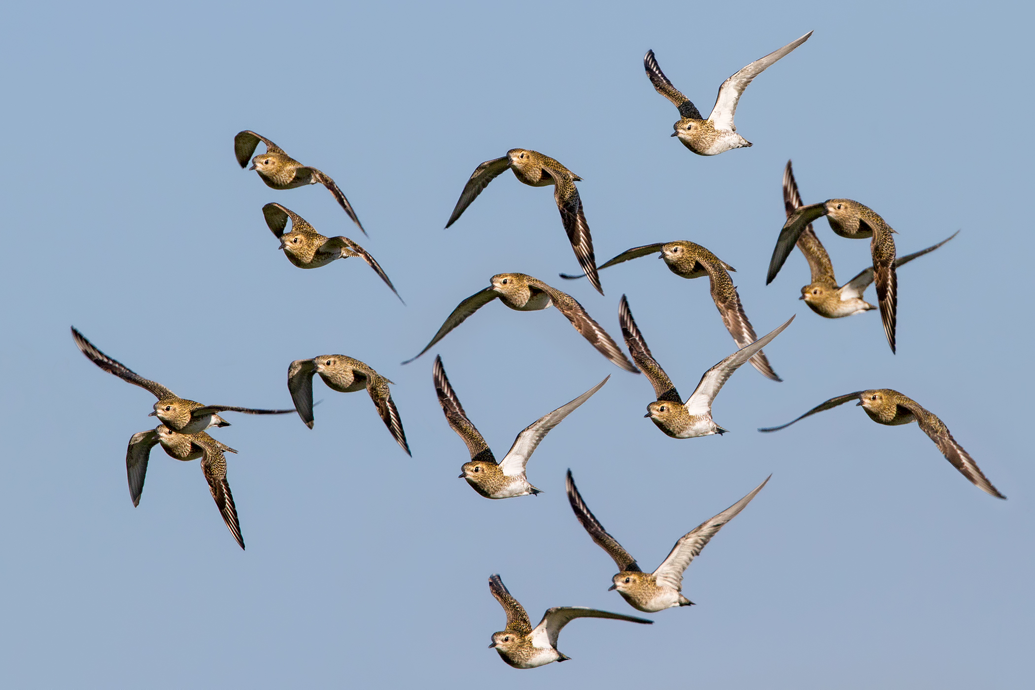 Golden Plovers