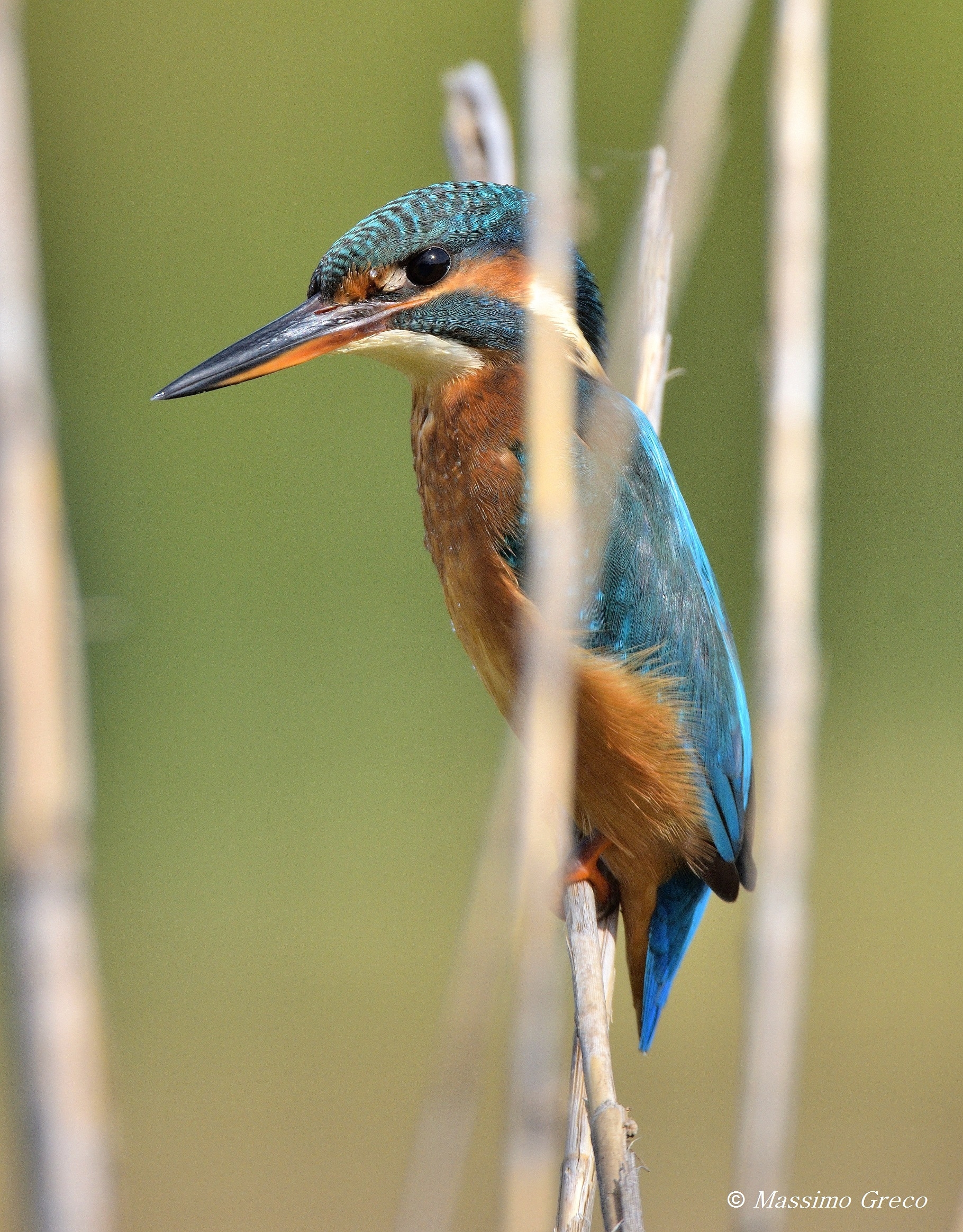 Femmina di Martin pescatore