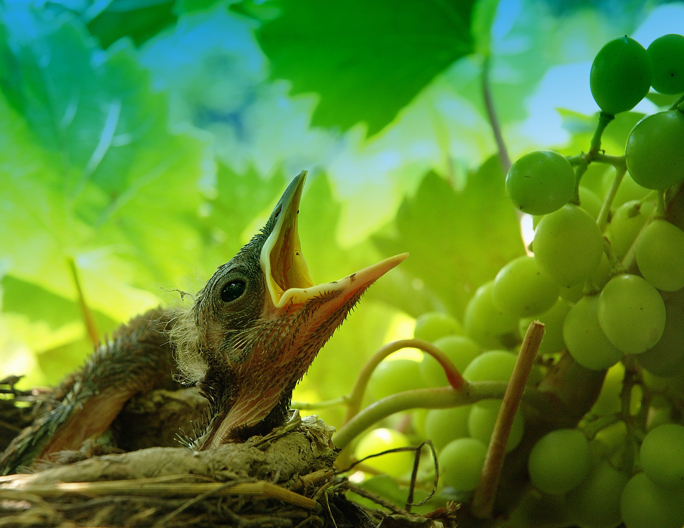 Nestling in our arbor