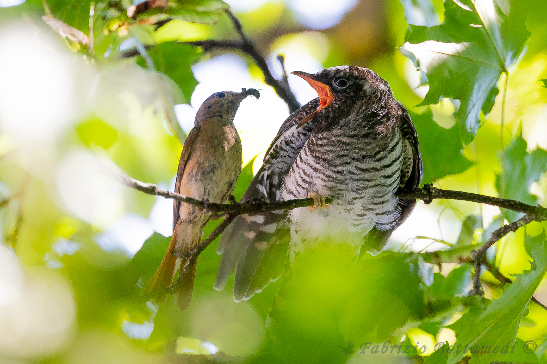 "Mangia cocco di mamma che diventi grande"