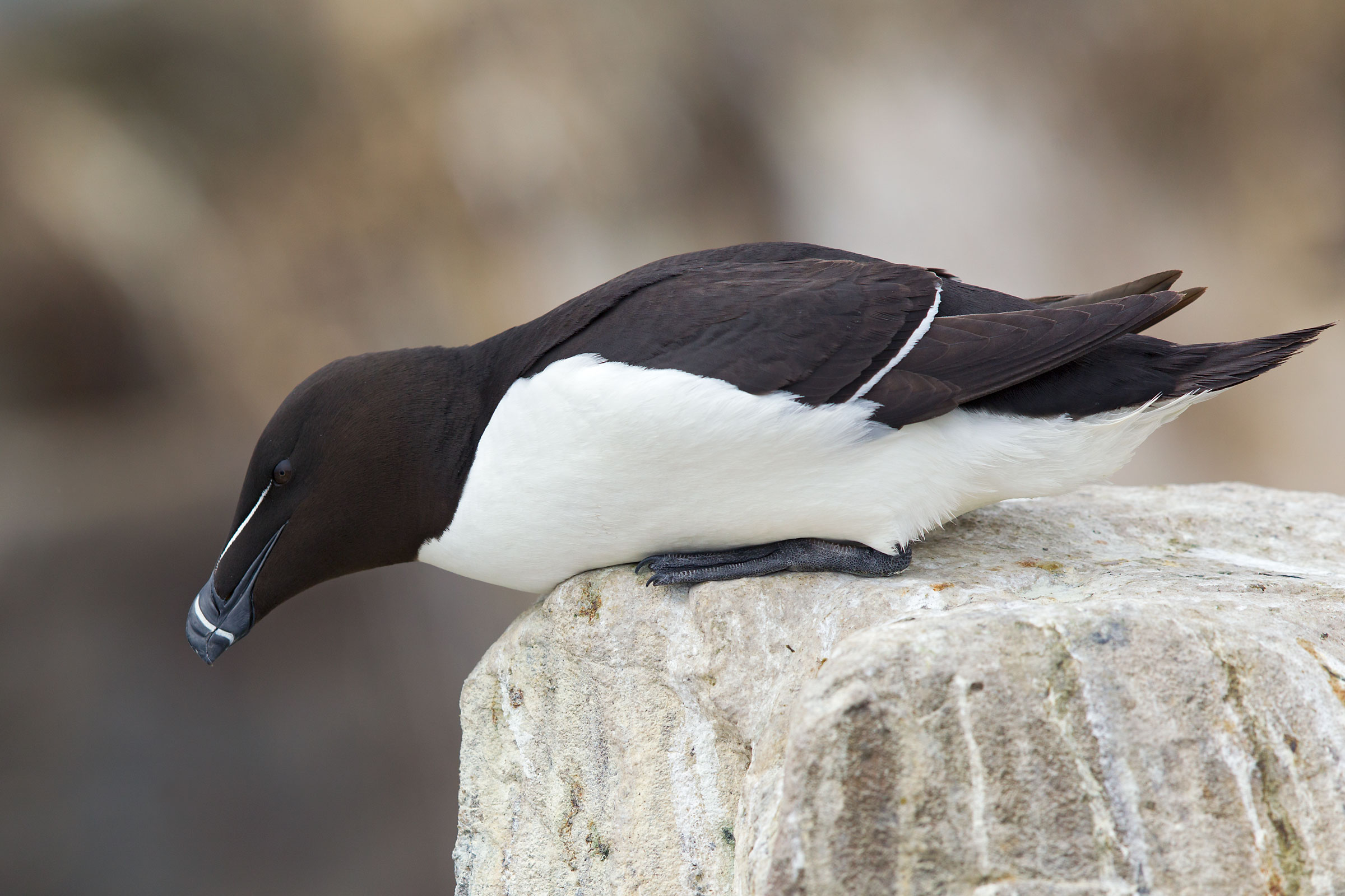 Guardando nell'abisso