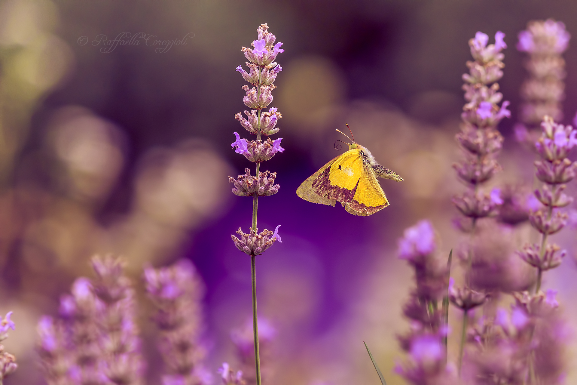 With delicate grace...